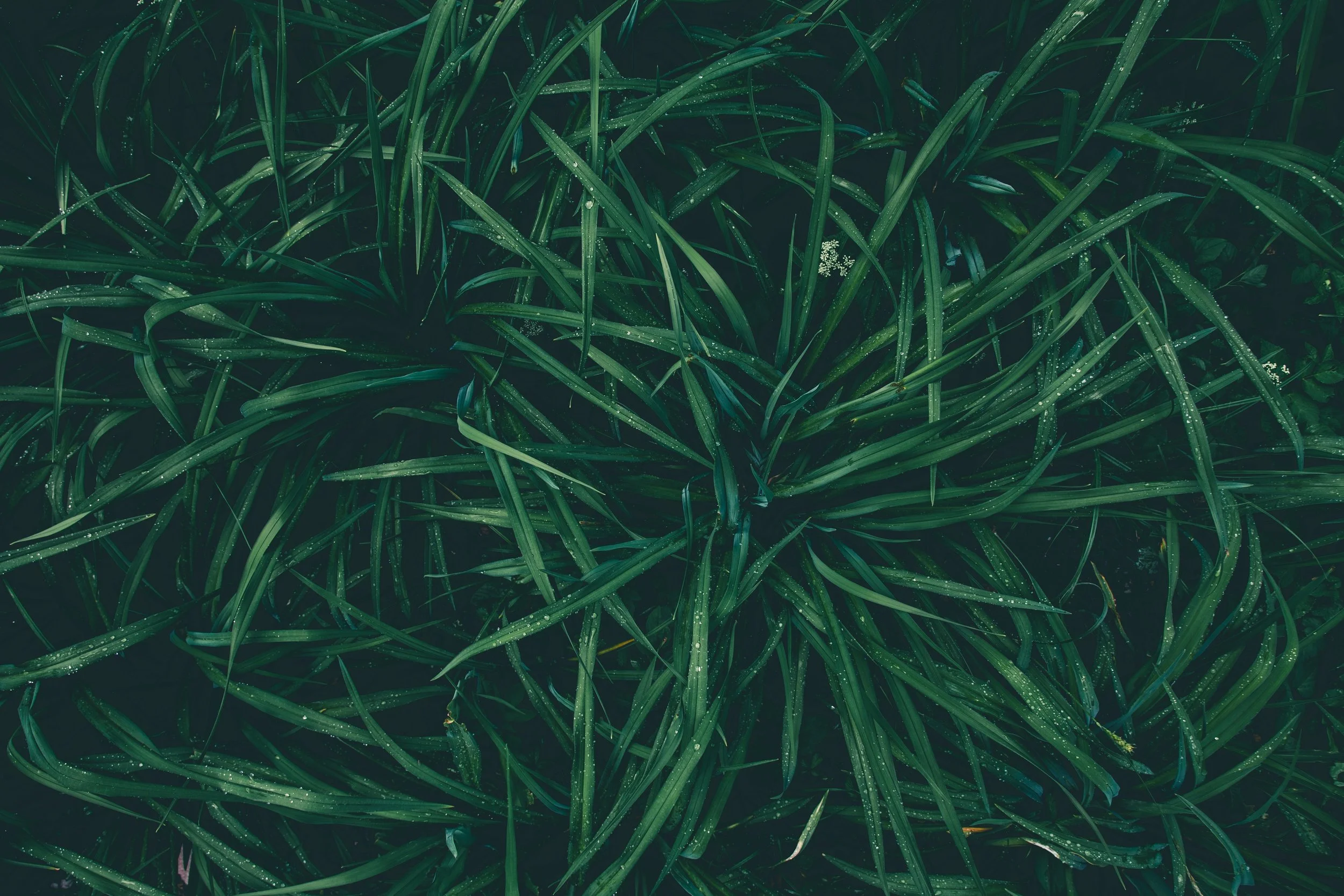 Nature - Plants - Healing with Nature - peter-fazekas-1089450.jpg