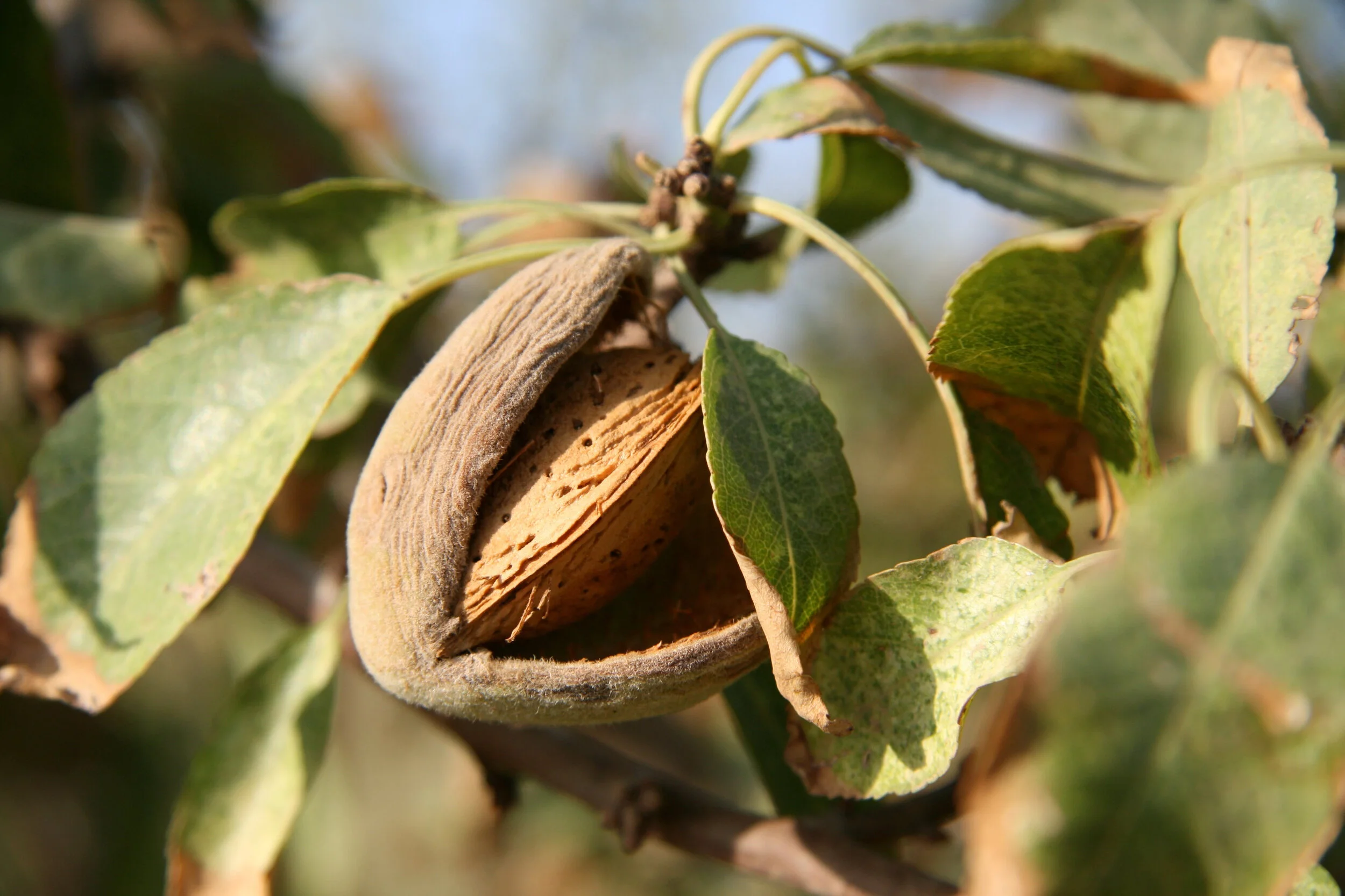 Canva - Almond Tree.jpg