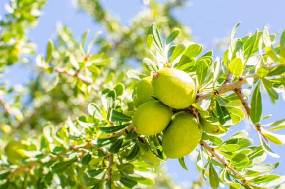 Argan.png