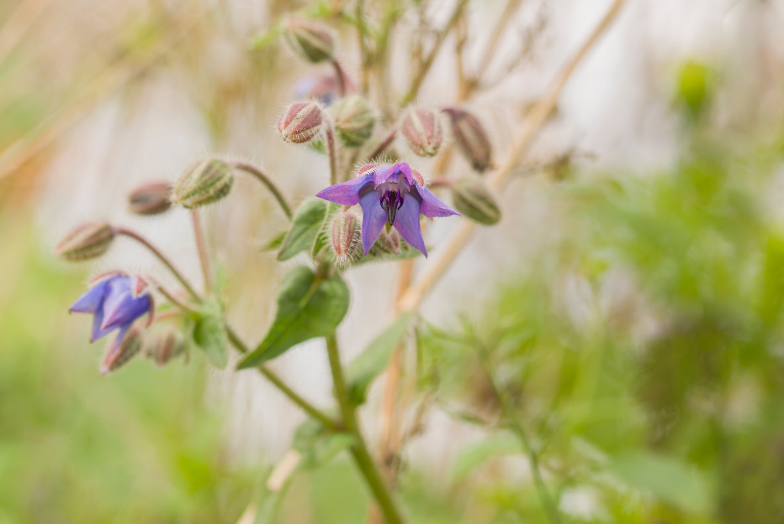 Borage Flower.jpg