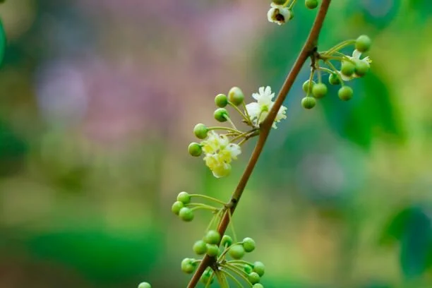 Litsea Cubeba small.jpg