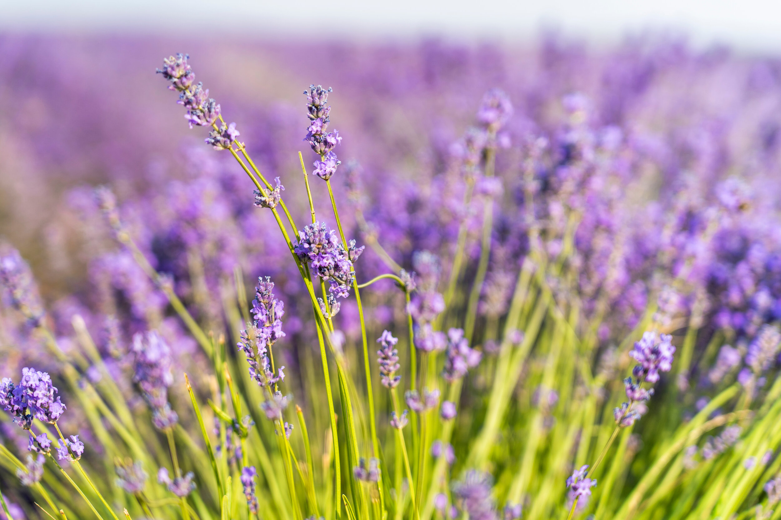 lavender.jpg