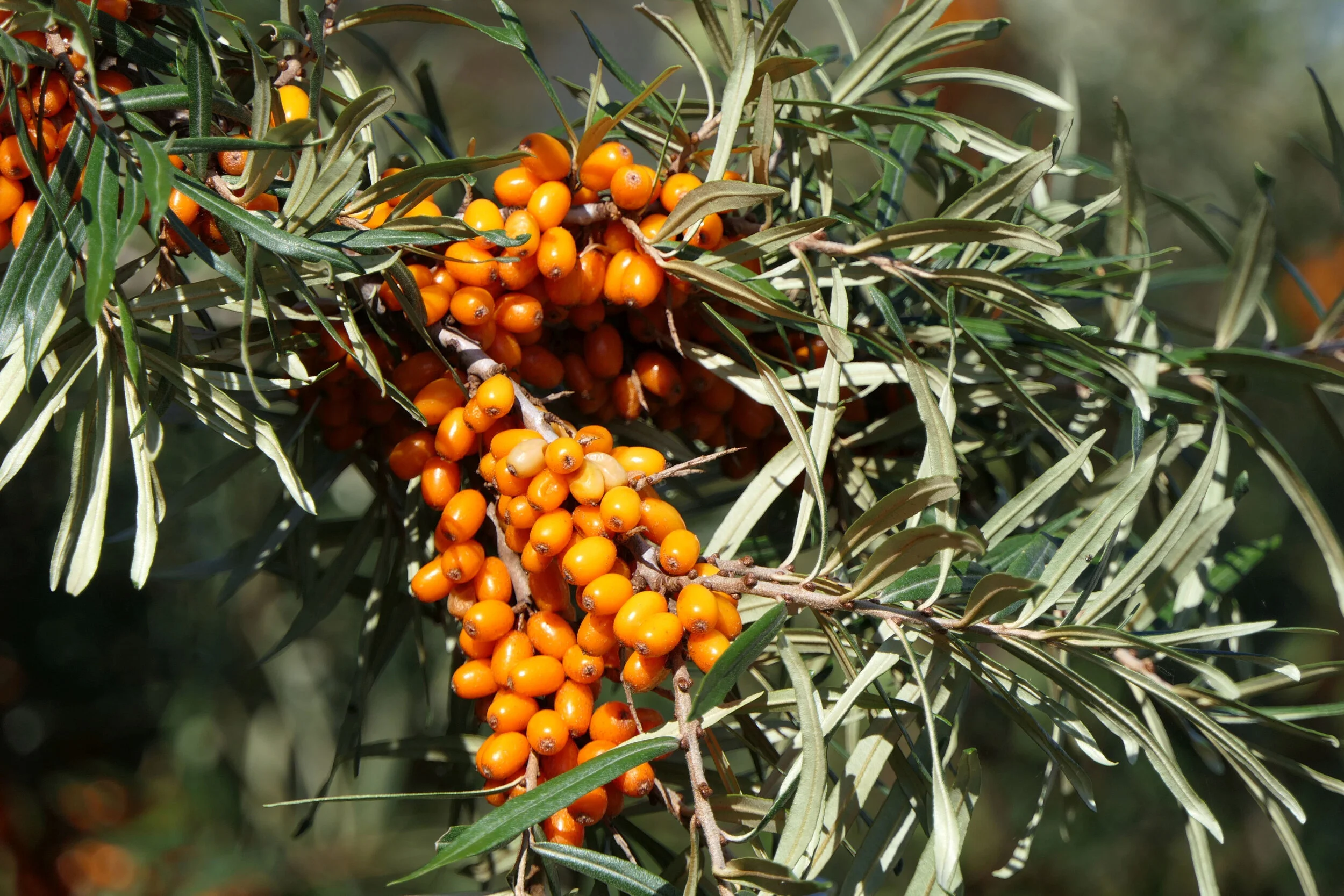 Canva - Sea Buckthorn Berries.jpg
