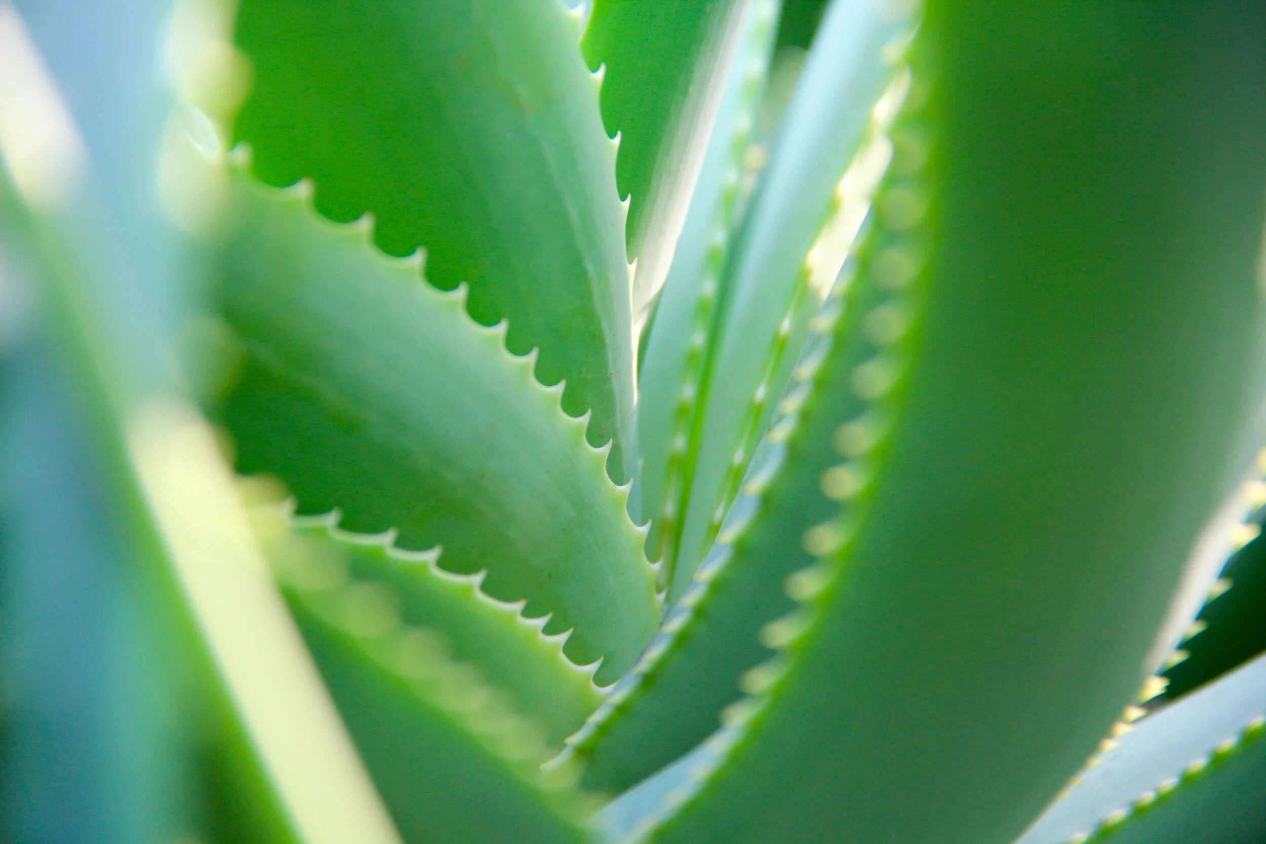 Canva - Close up of an Aloe Vera.jpg