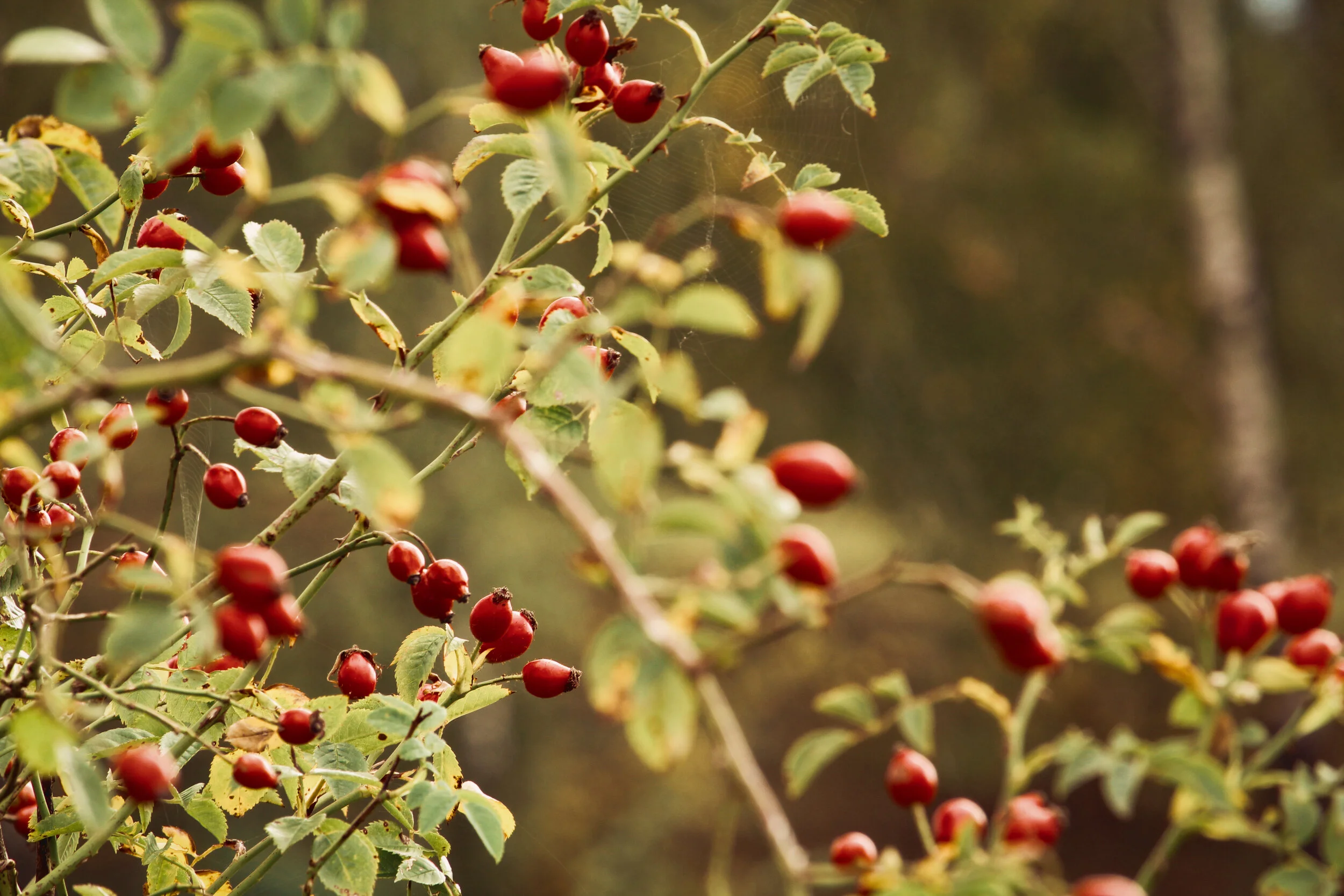 Canva - Rosehip.jpg