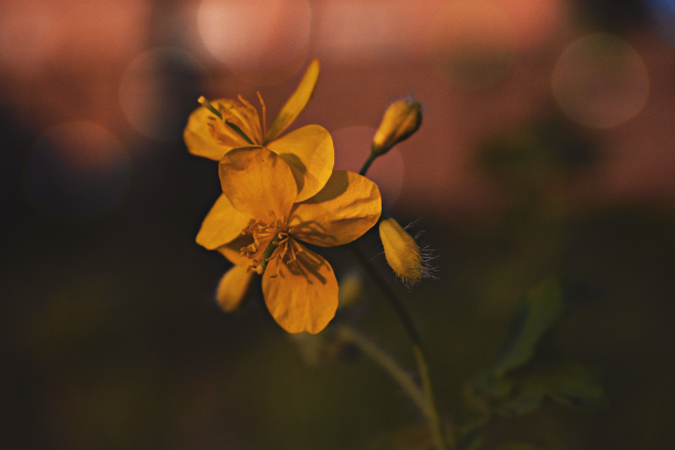 Canva - Yellow Evening Primroses Close-up Photography 2.png
