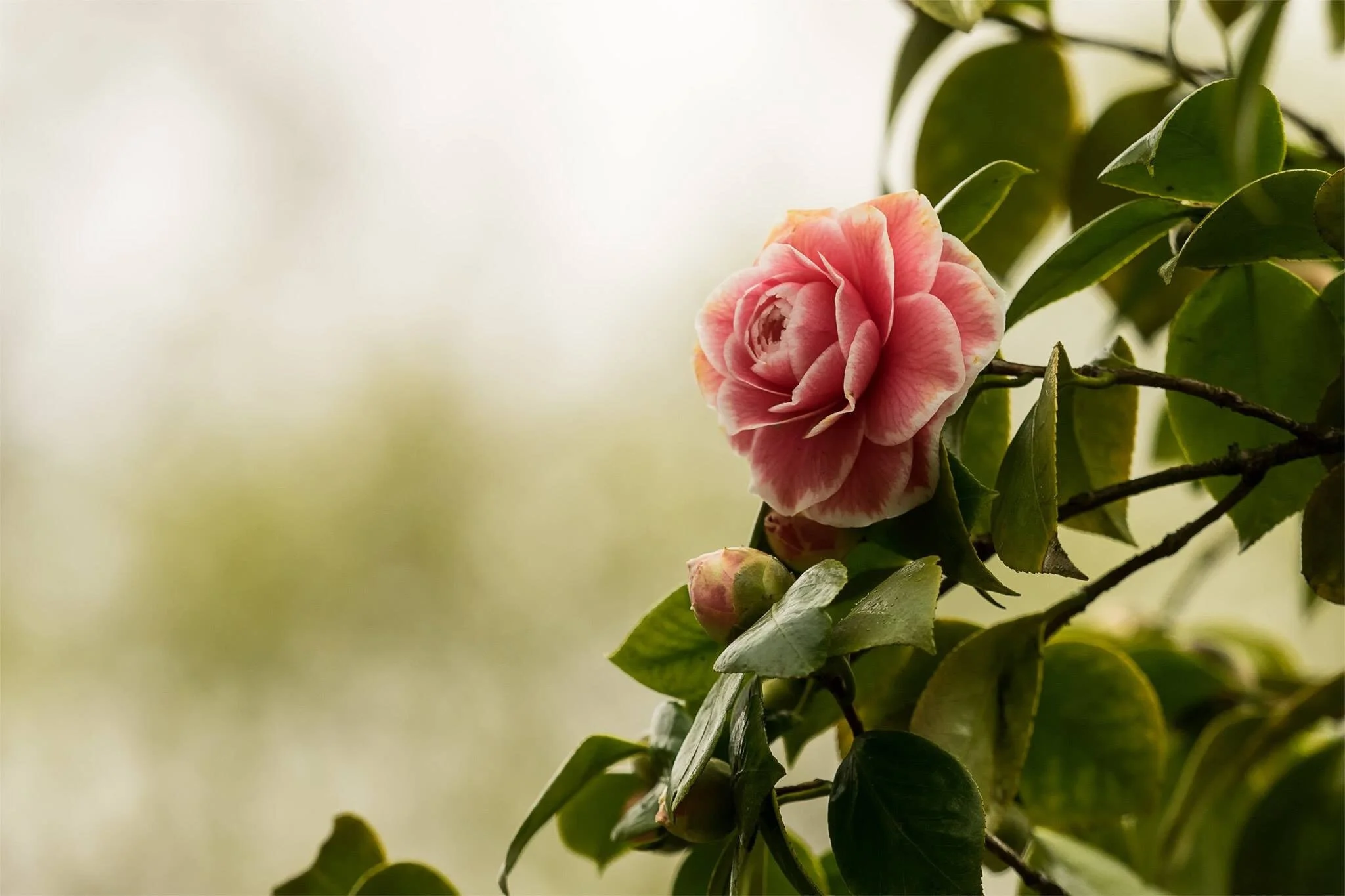 Canva - Pink Flower in the Garden.jpg