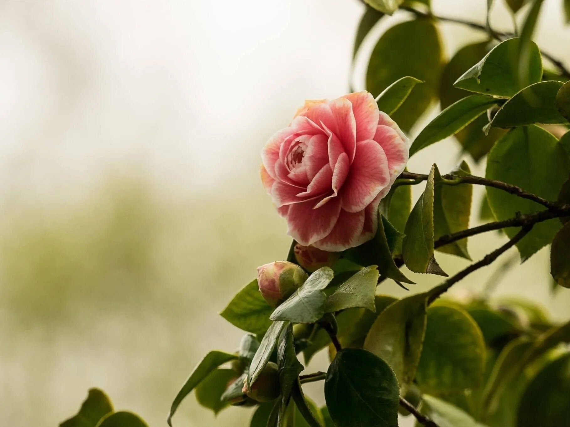 Organic Camellia oil