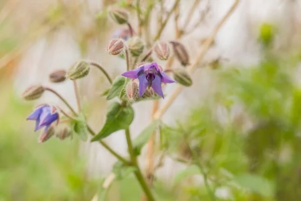 Borage Flower insta.jpg