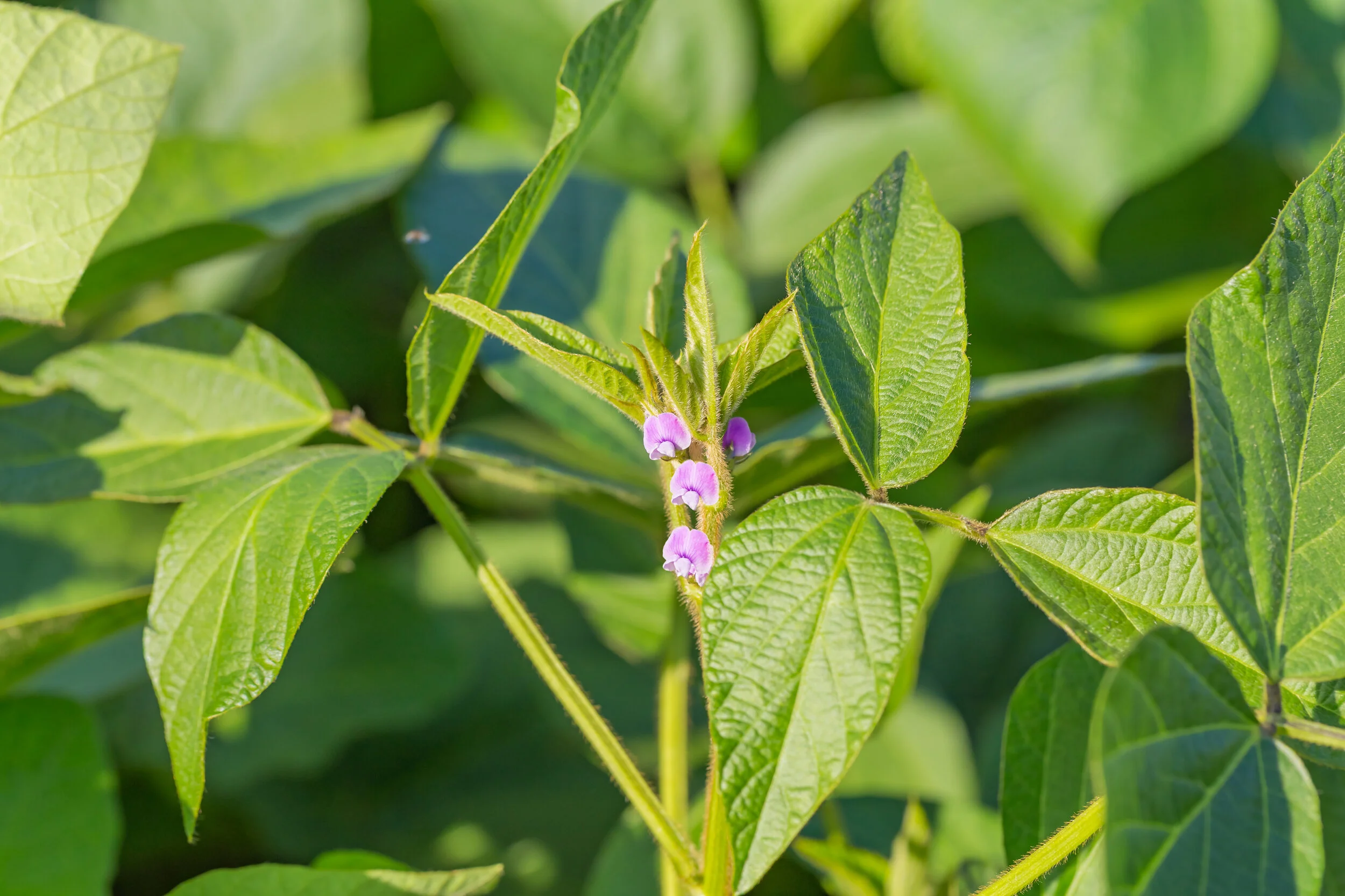 soya bean plant.jpg