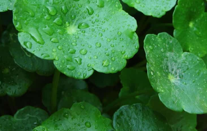 Gotu Kola big.png