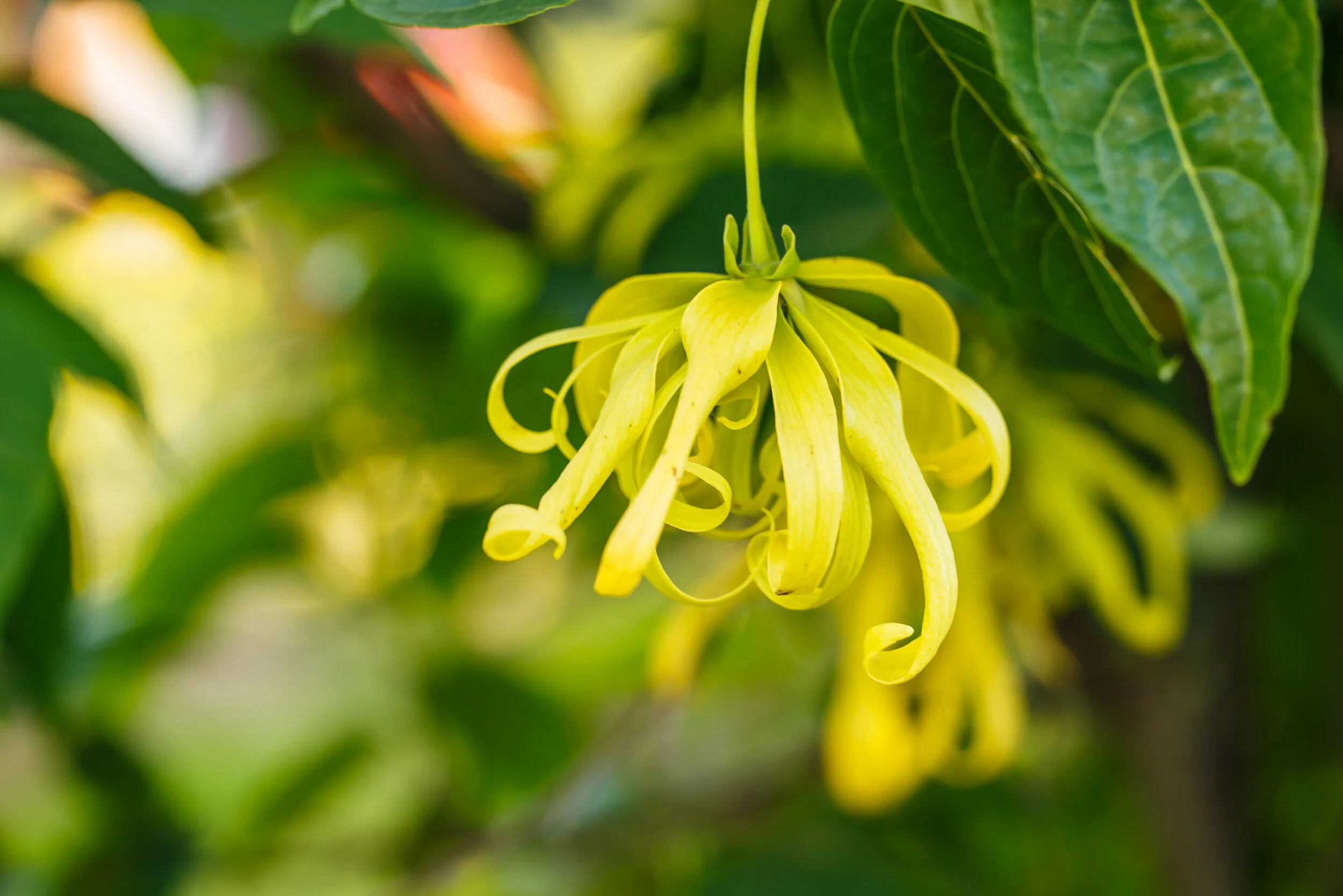 Ylang Ylang.jpg