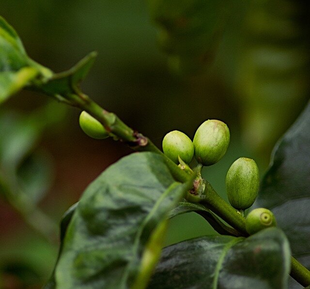 coffee-bean-2765207_640.jpg