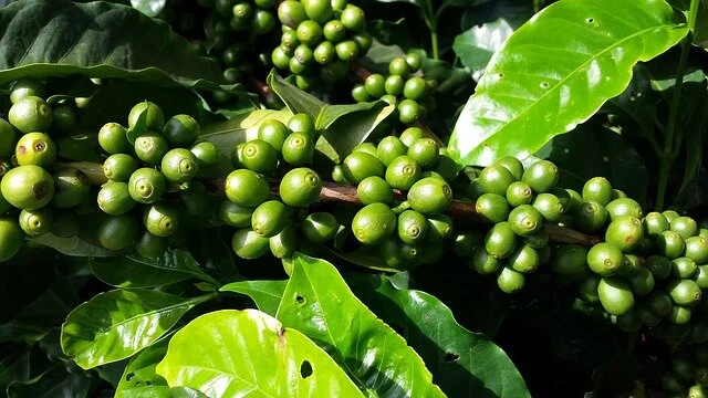 coffee-662737_640.jpg
