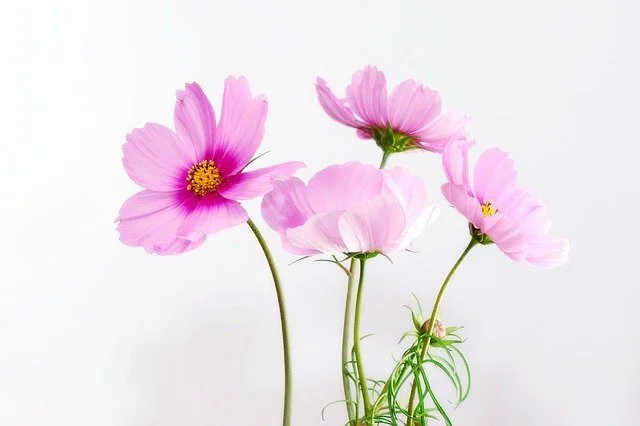 cosmea-583092_640.jpg