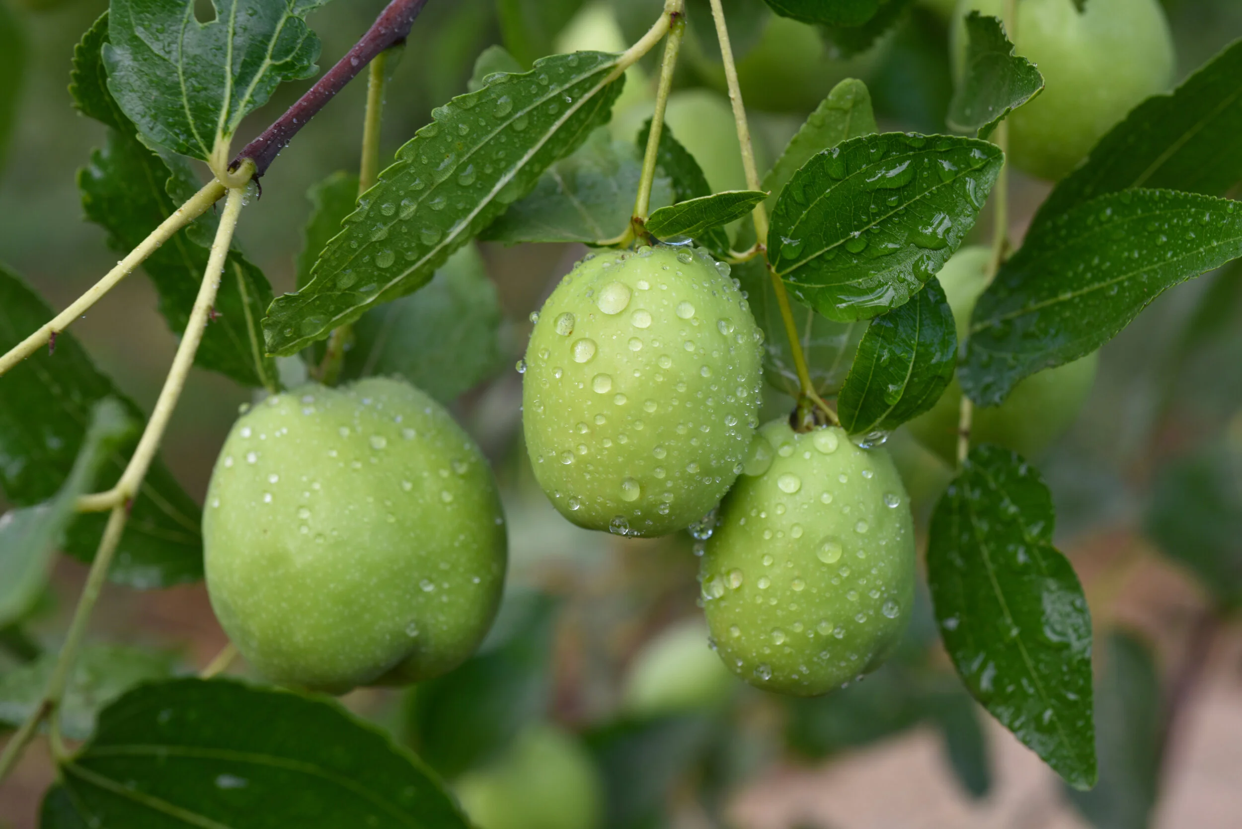 Natural Jojoba