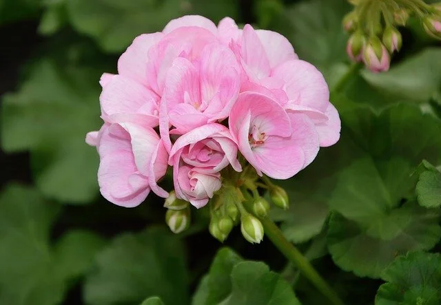 flower-3247104_640.jpg