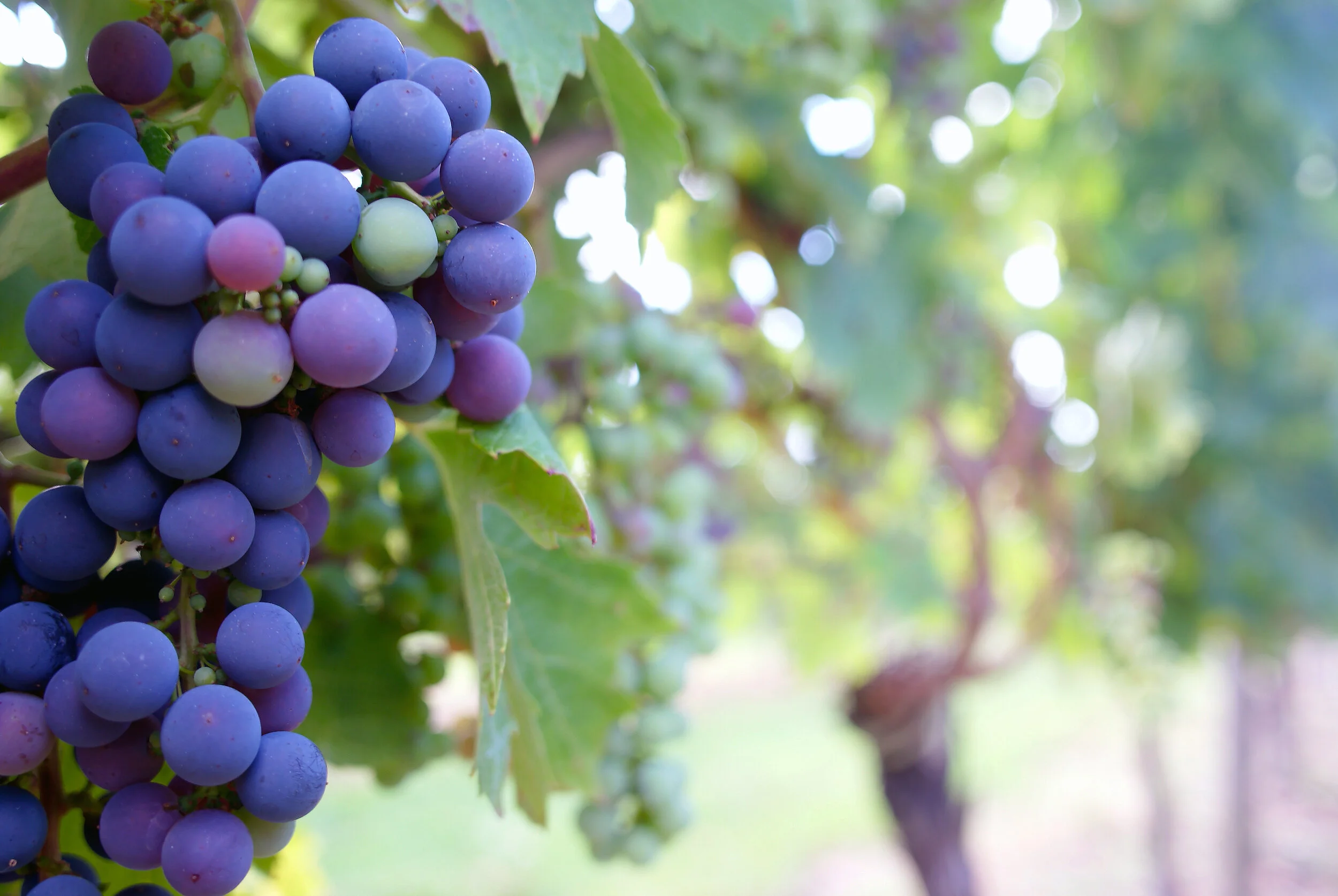 Canva - Close Up Photo of Grape Fruit.jpg