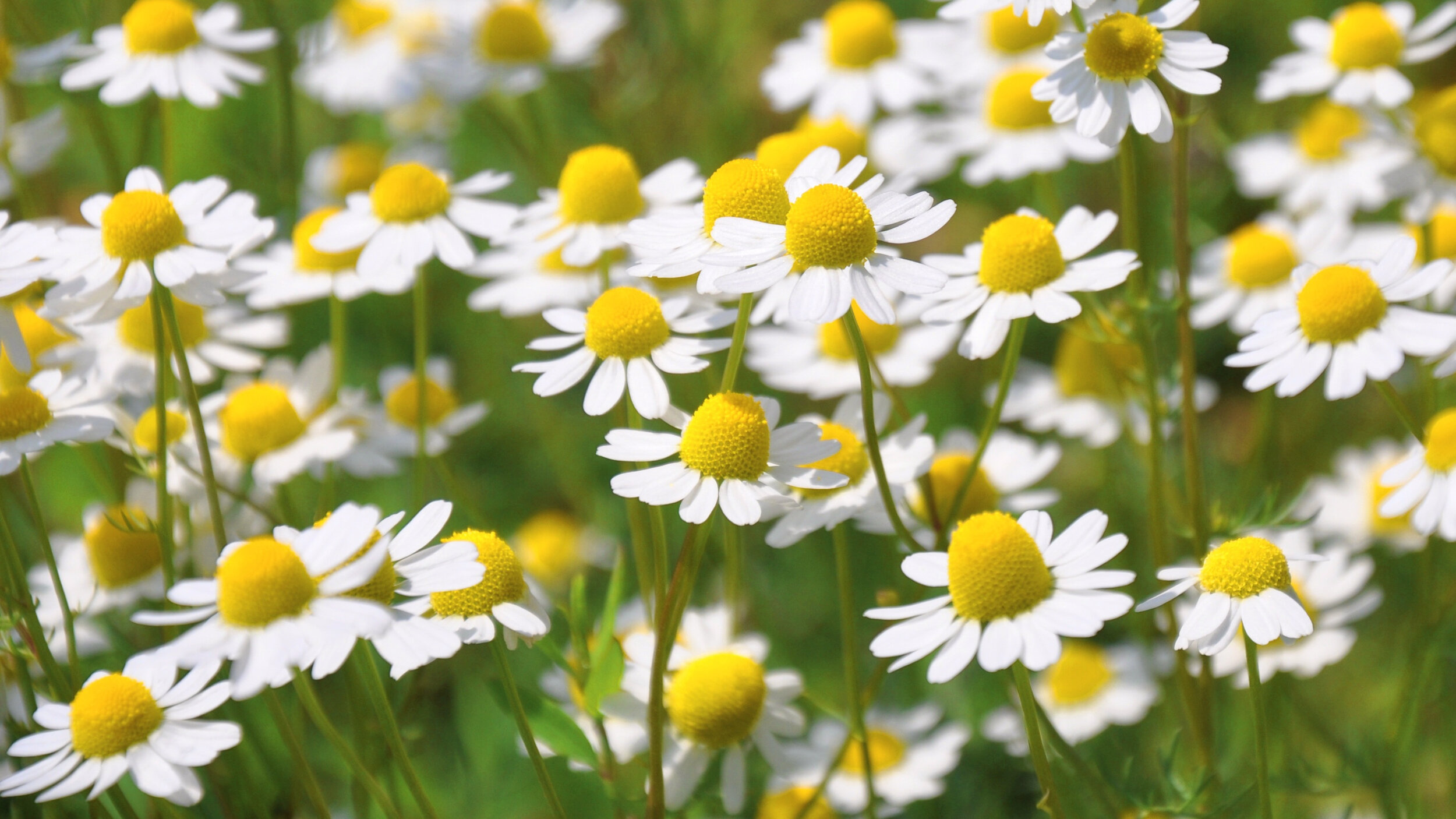 Canva - Field of Chamomile Flowers.jpg