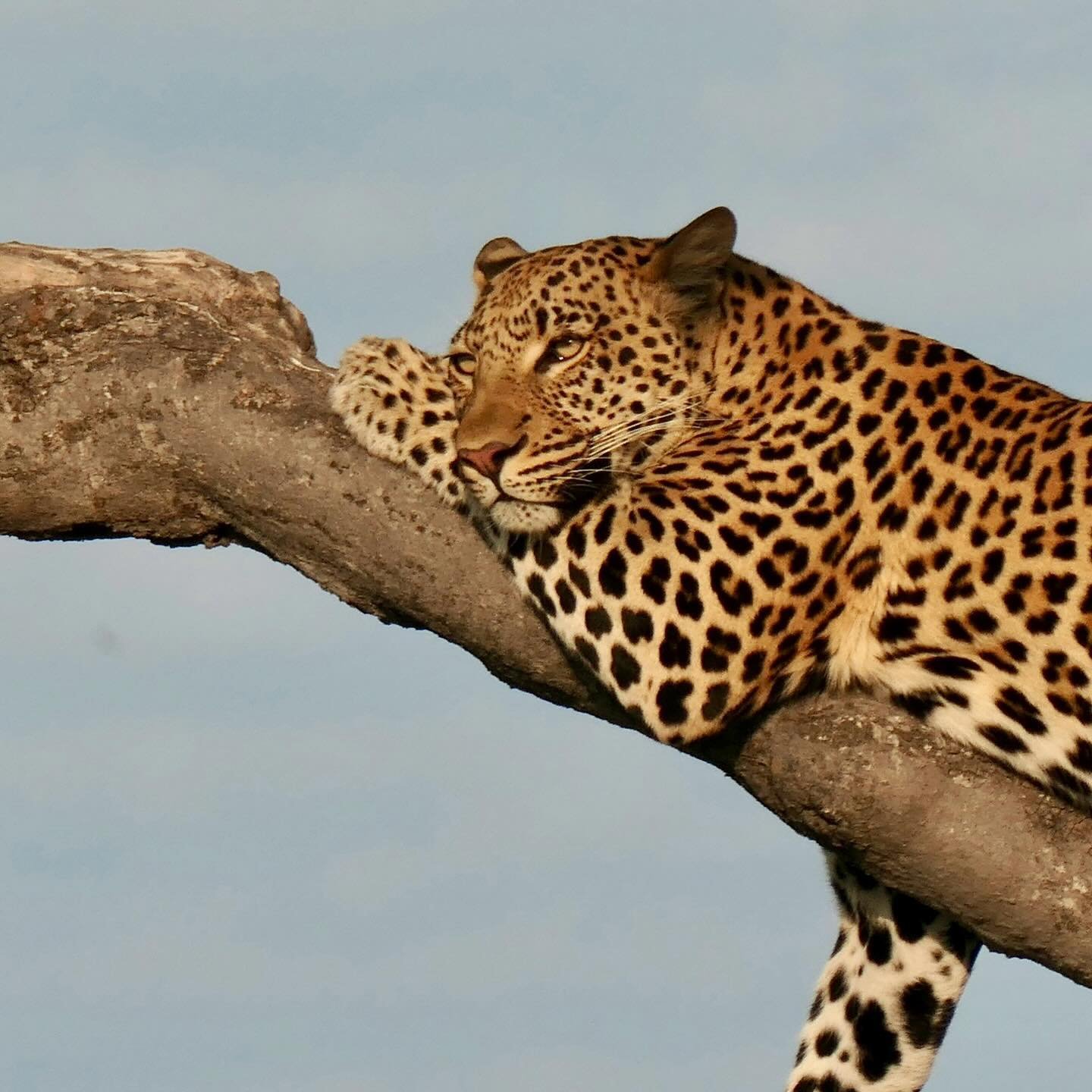 WILDLIFE WONDERS - A few more wildlife favourites from our 5 days in the Okavanga Delta. Pure Magic.