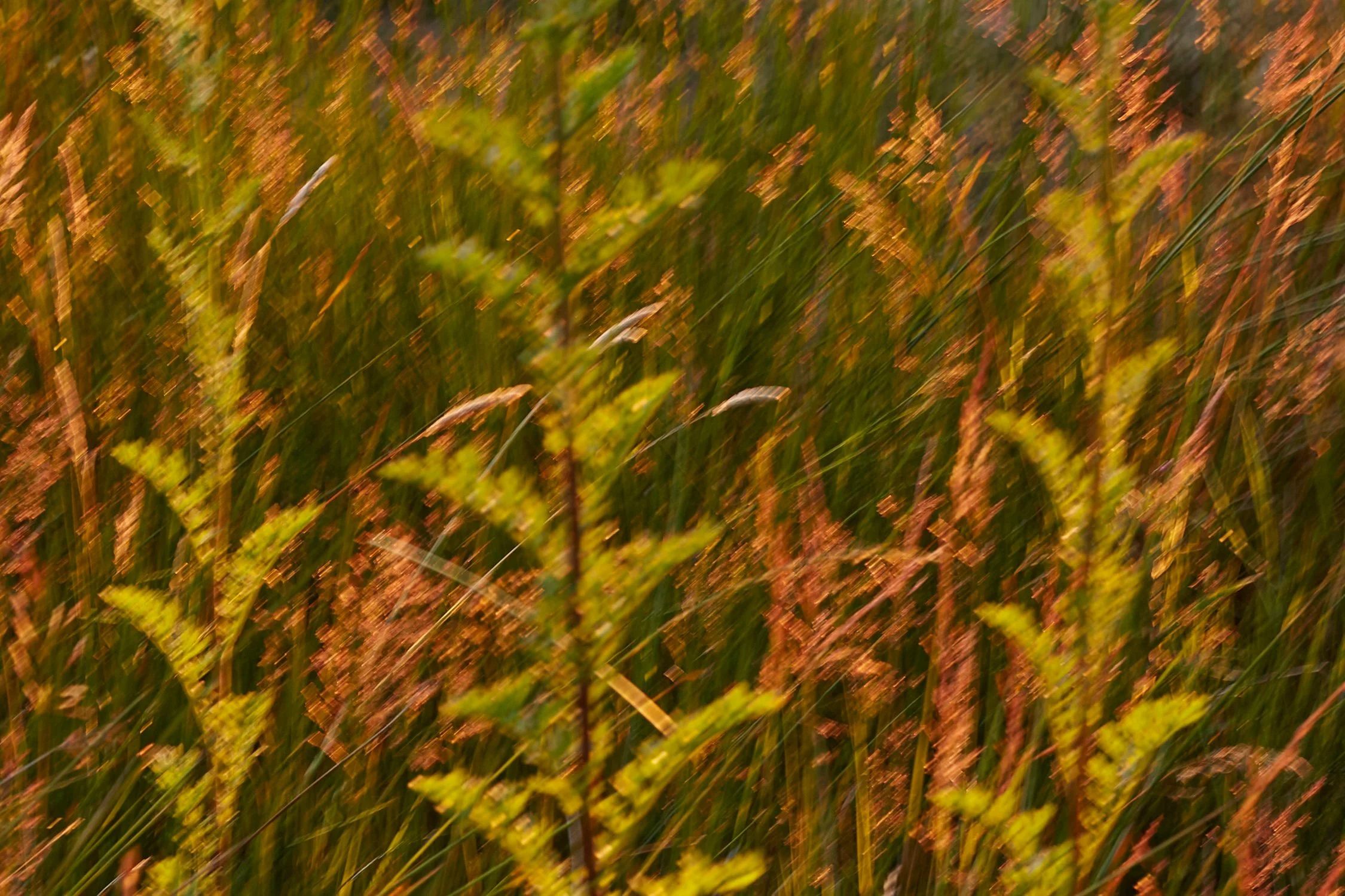 mudita aeron_summer5.jpg
