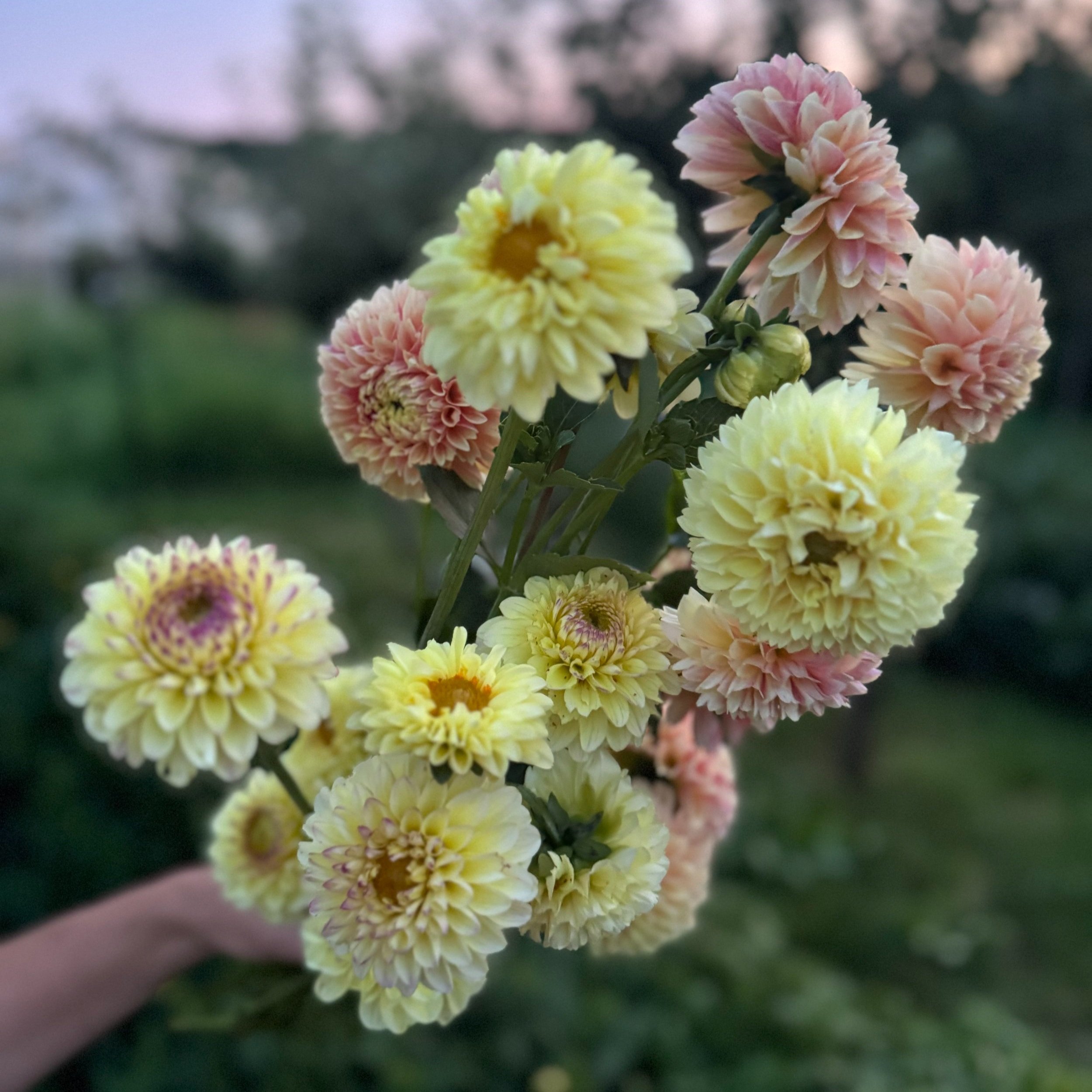 U-Cut Dahlias