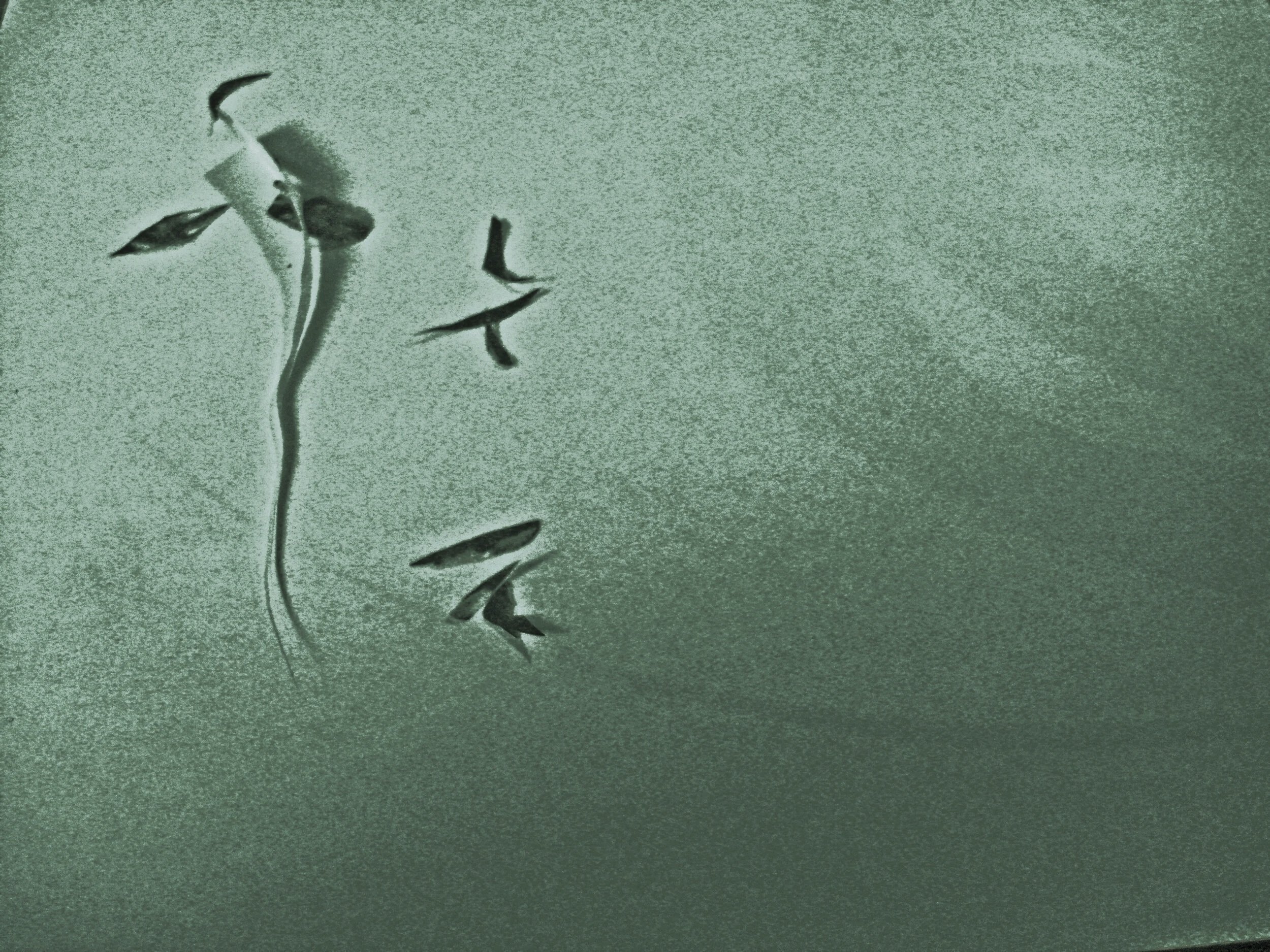 Rising bird
