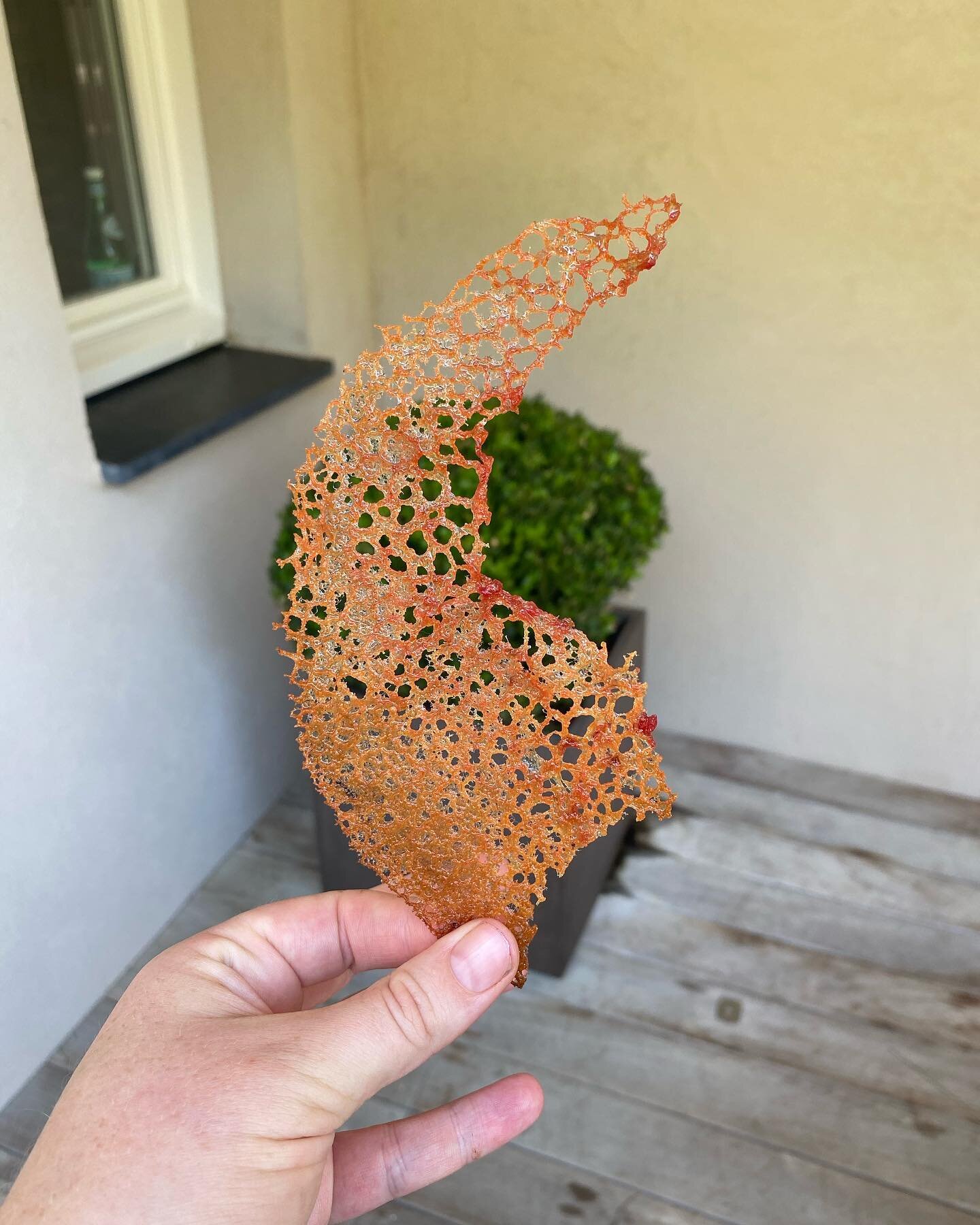 tuile  We&rsquo;ve been having a little play with sugar work this week after trying to find some ways in which to elevate and create signature touches to our cakes. Welcome coral tuile! This brittle beauty will be added to one of our new signature ba