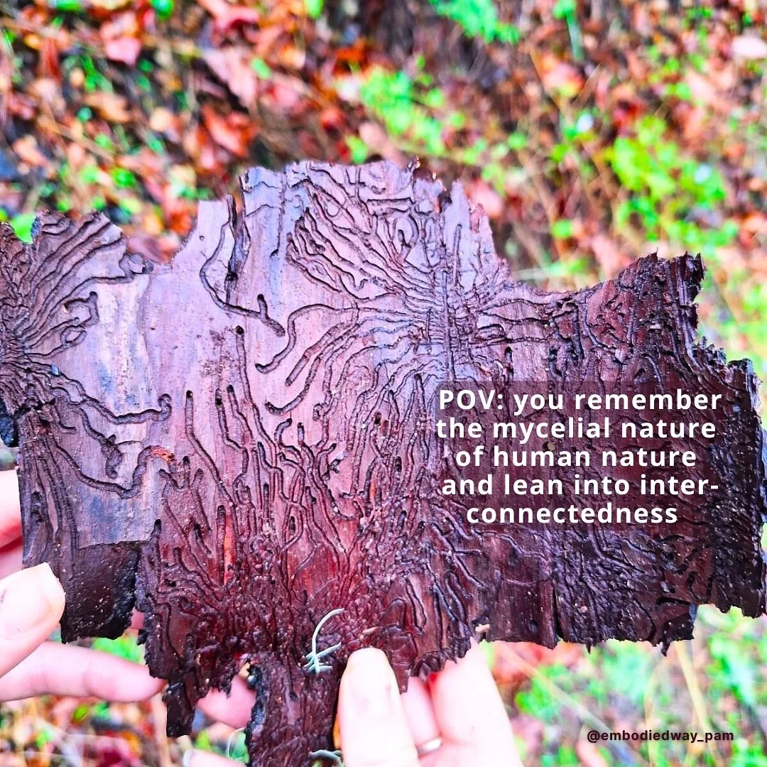 🍄‍🟫 POV: You remember the mycelial nature of human nature and lean into interconnectedness 
🌀 You tap into the circular and spiral shape of life 
🌳 You remember your truest true nature, the one that cannot be stripped away from you
#recove