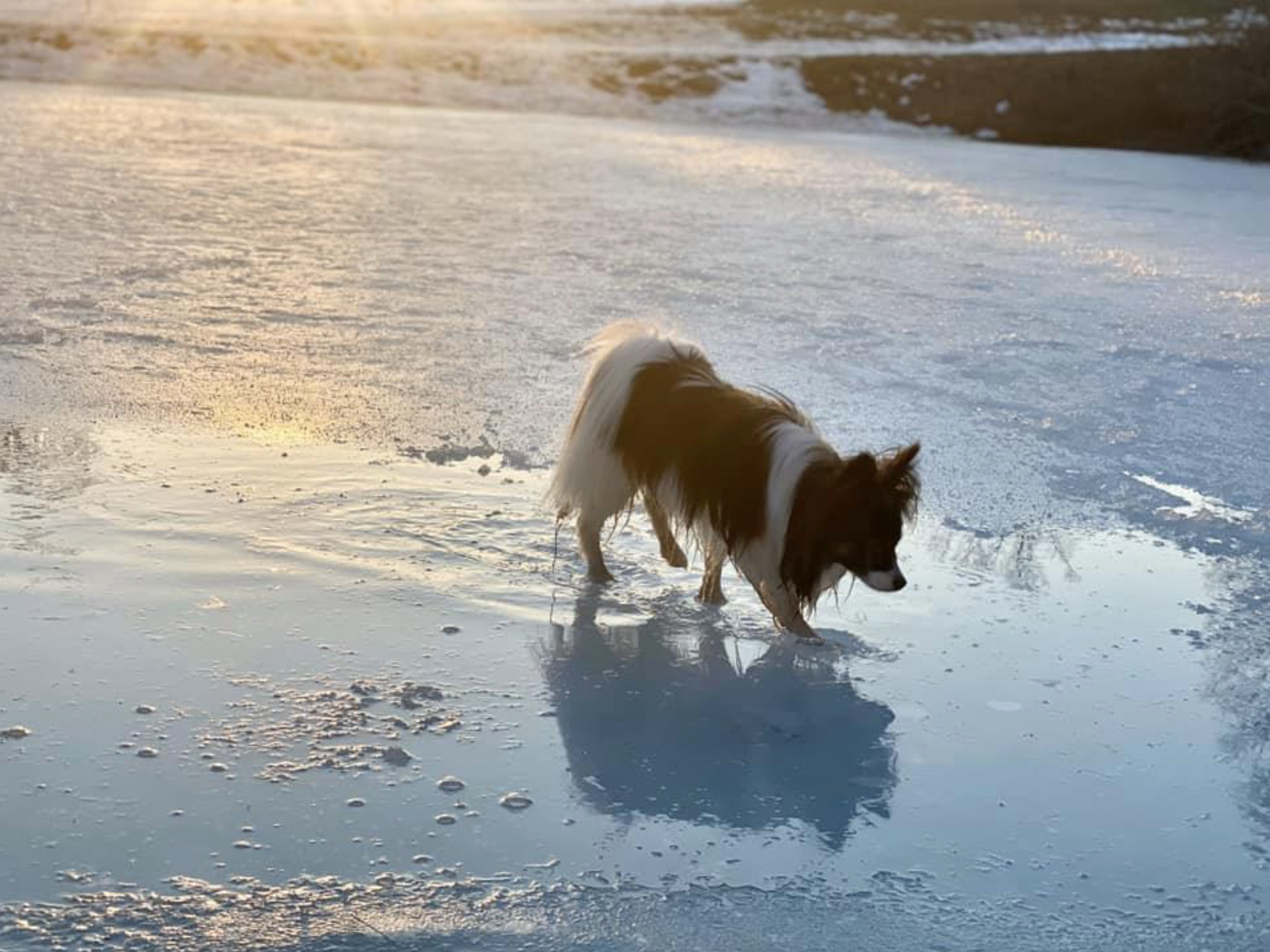 Screen Shot 2021-04-04 at 4.13.04 PM.png