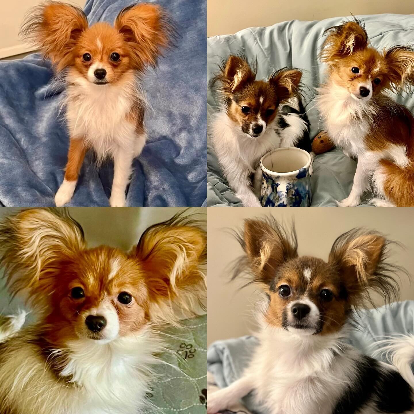 Belated happy 6 months birthday to my Peach x Luciano litter. This is Lucy, Lucy, and Ethel 😆 I think everybody can guess who the Lucy&rsquo;s are. #papillon #papillons #papillonsofinstagram #papillonlove #papillonpuppy #papillonpuppies #puppygram #