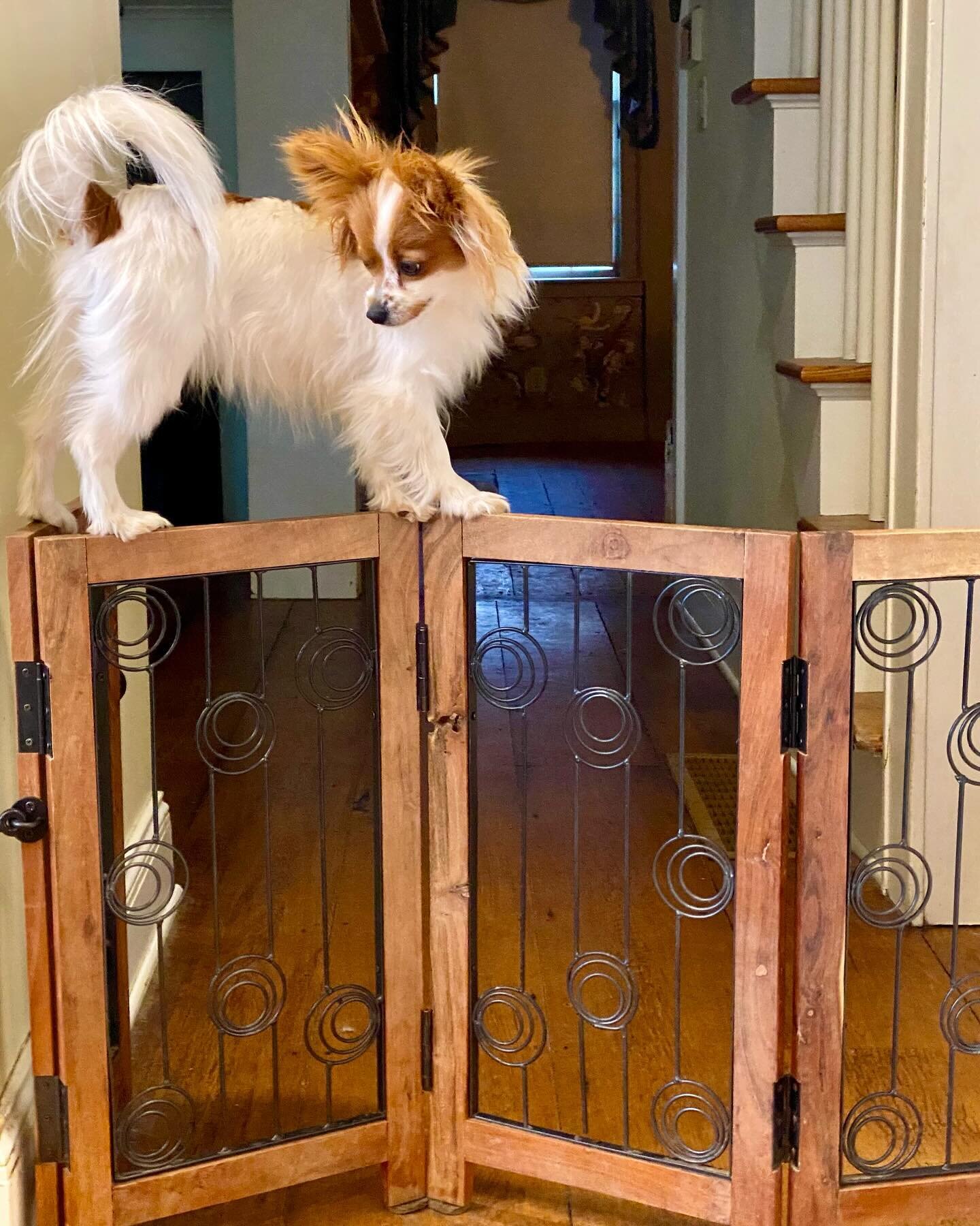 How to effectively use a baby gate&hellip; Owners of my Miko puppies can relate 😎 #papillon #papillons #papillonsofinstagram #papillonlove #papillondog #papillonlife #puppylove #puppies #puppiesofinstagram #puppylife #puppygram #doglife #dogsofinsta