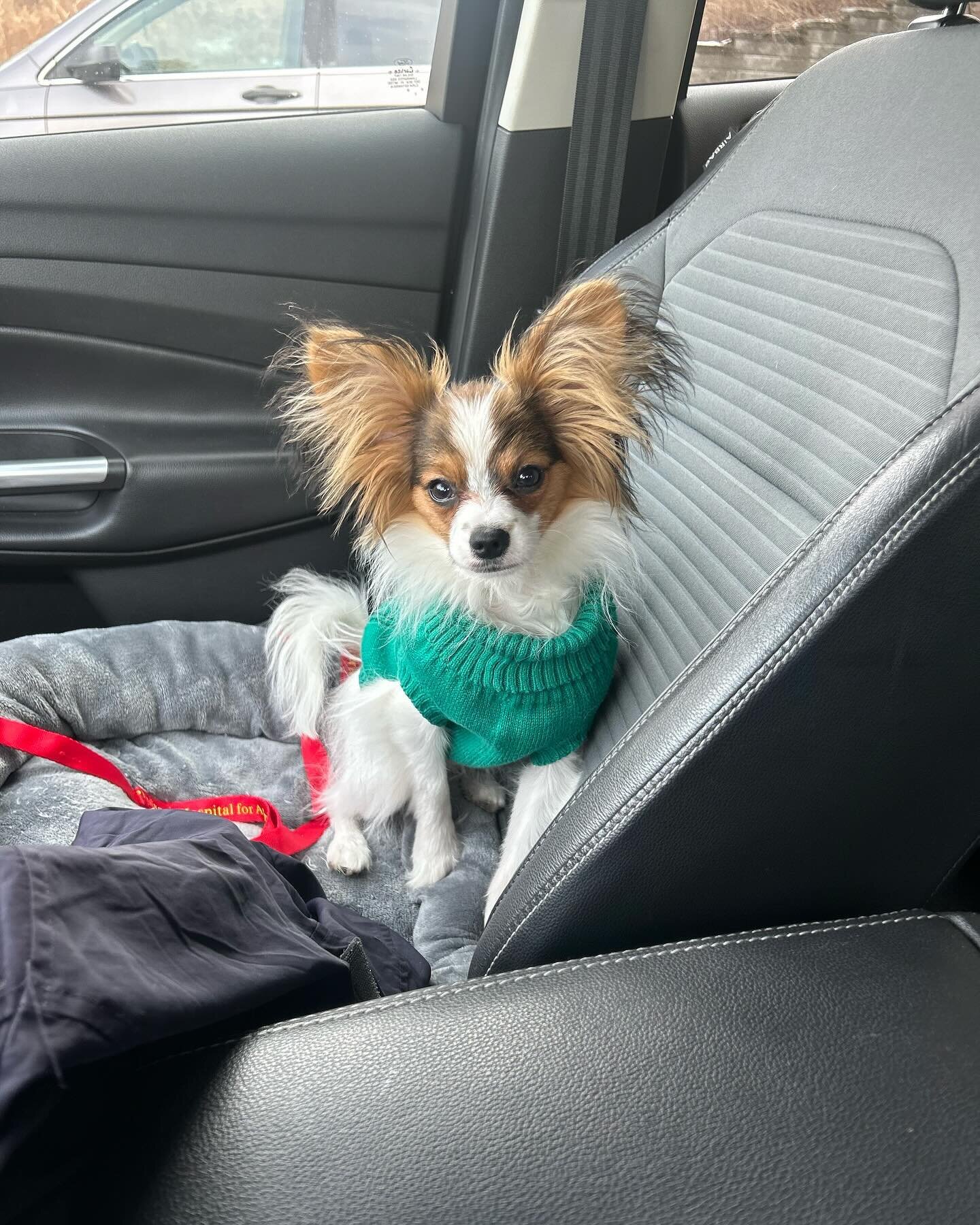 Taz, one of my puppies who is owned and loved by my friend who also works at my vet clinic :) #papillon #papillons #papillonsofinstagram #papillonlove #papillondog #papillonpuppies #doglove #dogsofinstagram #dogsofinsta #puppylove #puppygram #puppies