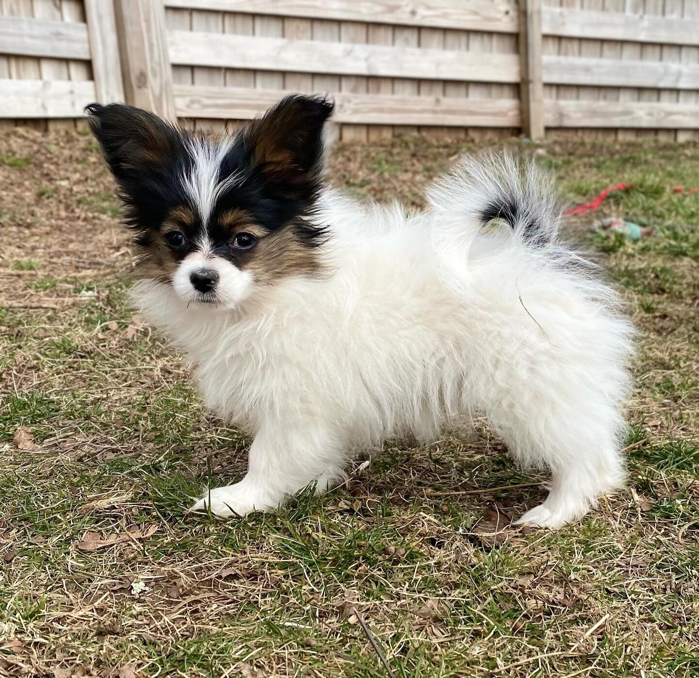 Pallavi, staying here for now :) #papillon #papillons #papillonsofinstagram #papillonlove #papillondog #papillonpuppies #papillonpuppy #puppiesofinstagram #puppiesofig #puppylove #pupper #sablewings