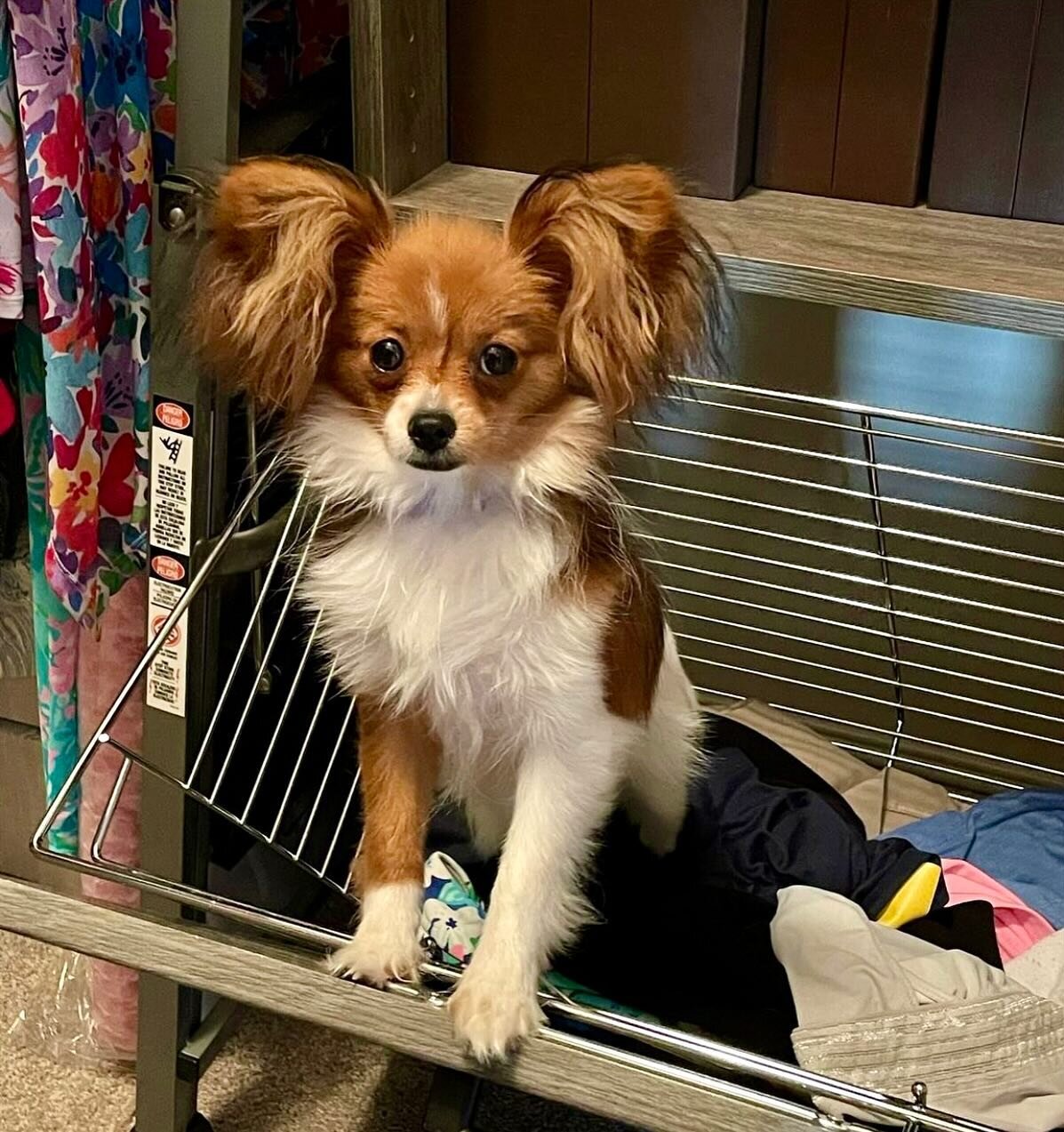 Too cute to not share, thank you @stephspillane4 This is Lucy from Peach and Luciano 🥰 #papillon #papillons #papillonsofinstagram #papillonlove #puppylove #puppylife #puppiesofinstagram #puppiesofinsta #papillonpuppies #puplife #sablewings