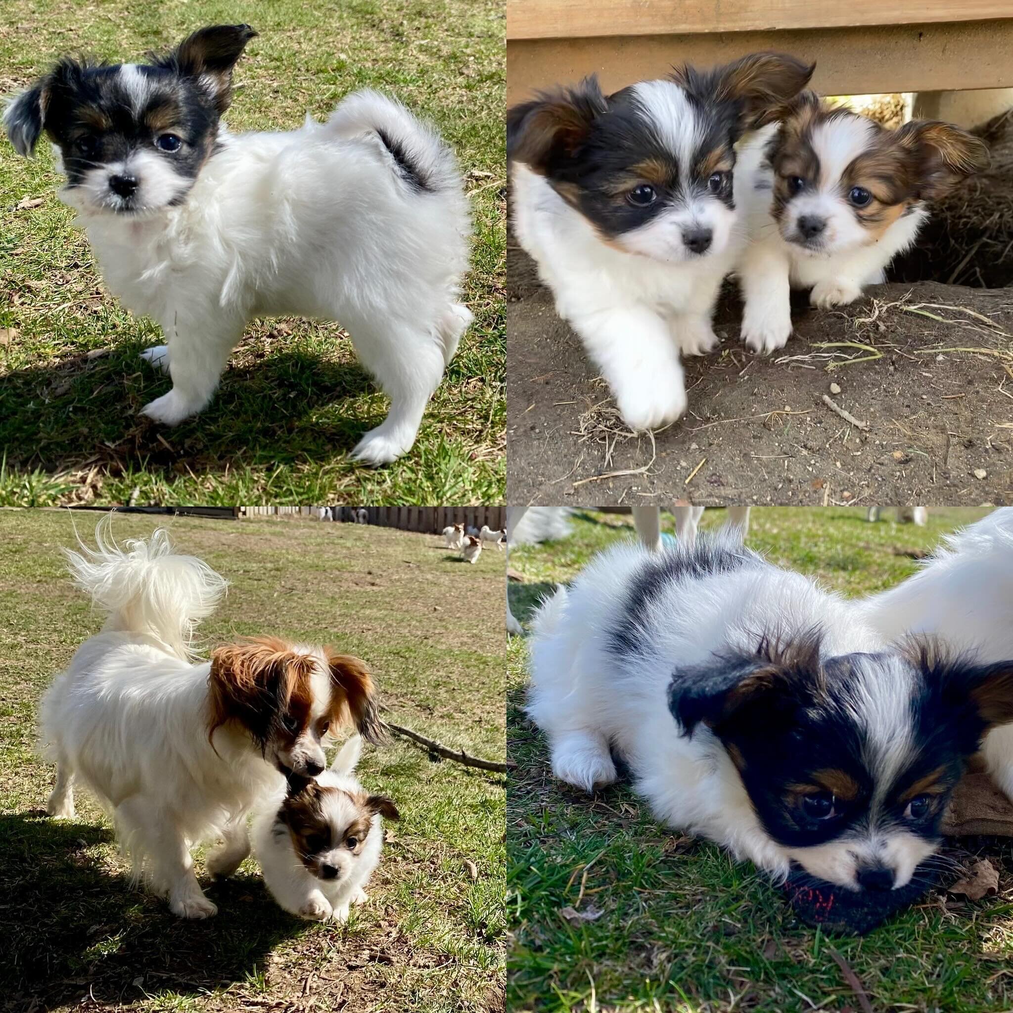 Some cute kids, all reserved :) #papillon #papillons #papillonsofinstagram #papillonlove #papillondog #papillonpuppy #puppylove #puppiesofinstagram #puppygram #pupper #puppylife #sablewings