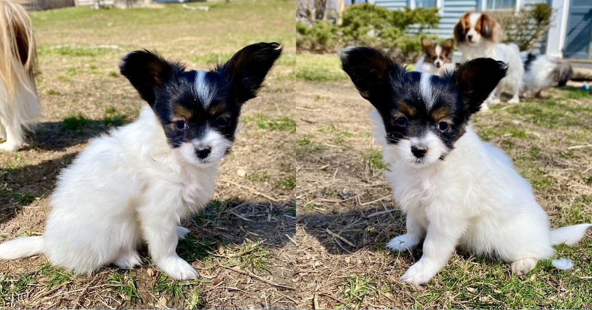 Pretty, delicate Kimchi daughter, 8 weeks old today #papillon #papillons #papillonsofinstagram #papillonlove #papillonpuppiesofinstagram #papillonpuppies #papillonpuppy #puppylove #puppylife #puppiesofinstagram #pupper #puppiesofinsta #sablewings