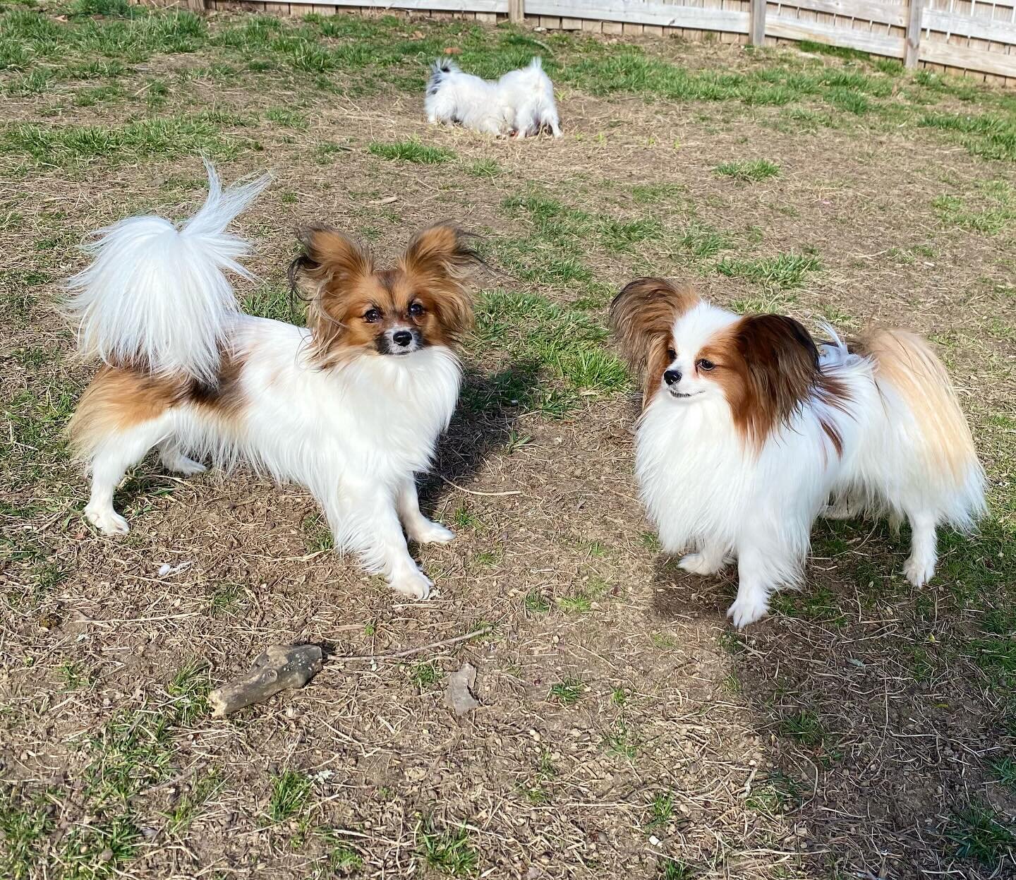 Best friends, Hazel and Amarillo #papillon #papillons #papillonsofinstagram #papillonlove #papillondog #papillonpuppy #papillonlife #doglife #dogsofinstagram #dogs #doglove #sablewings