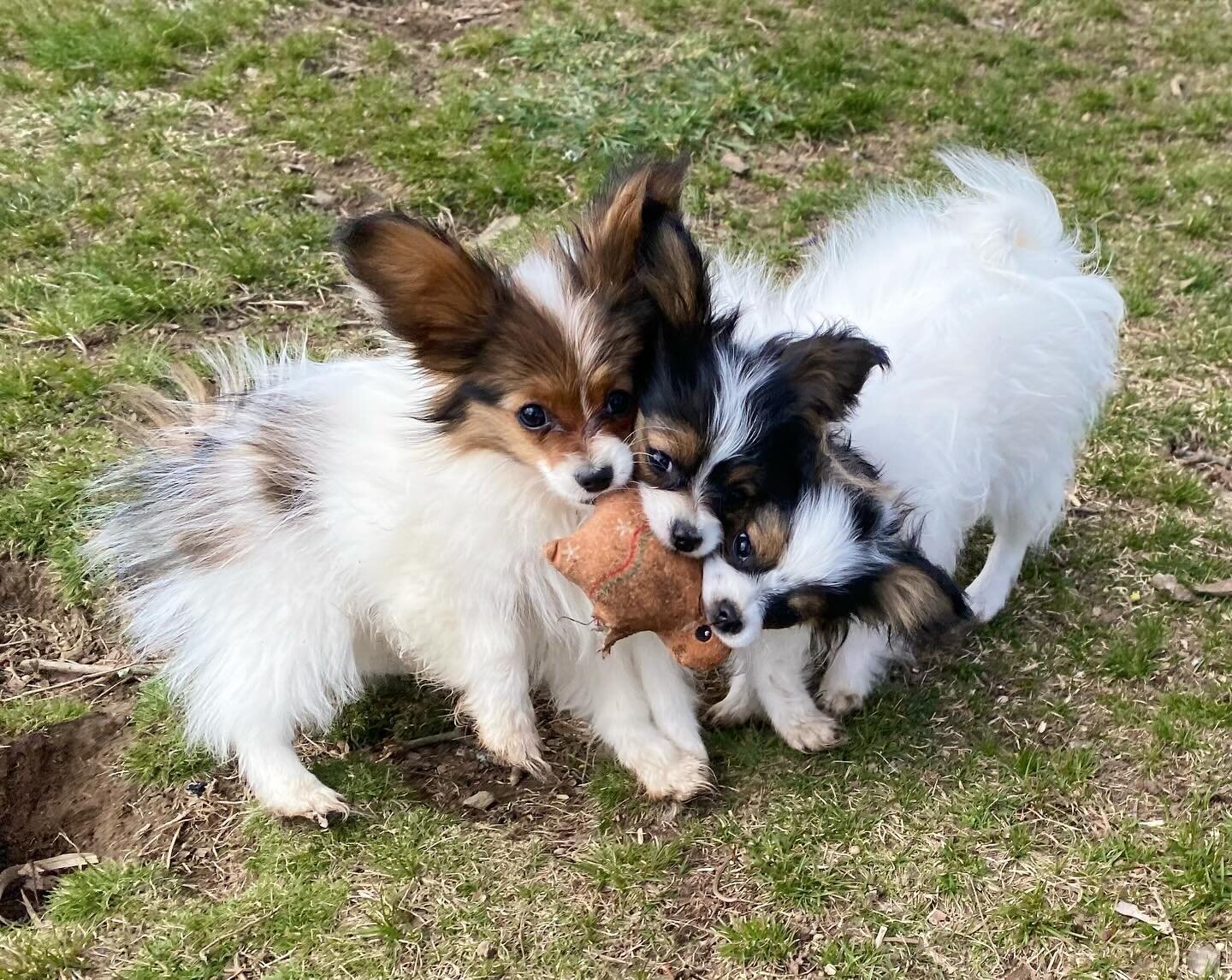 Tortured ginger bread man #papillon #papillons #papillonsofinstagram #papillonlove #papillonpuppiesofinstagram #papillonpuppies #puppylove #puppiesofinstagram #puppylife#doggo #dogsofinstagram #dogsofinsta #sablewings