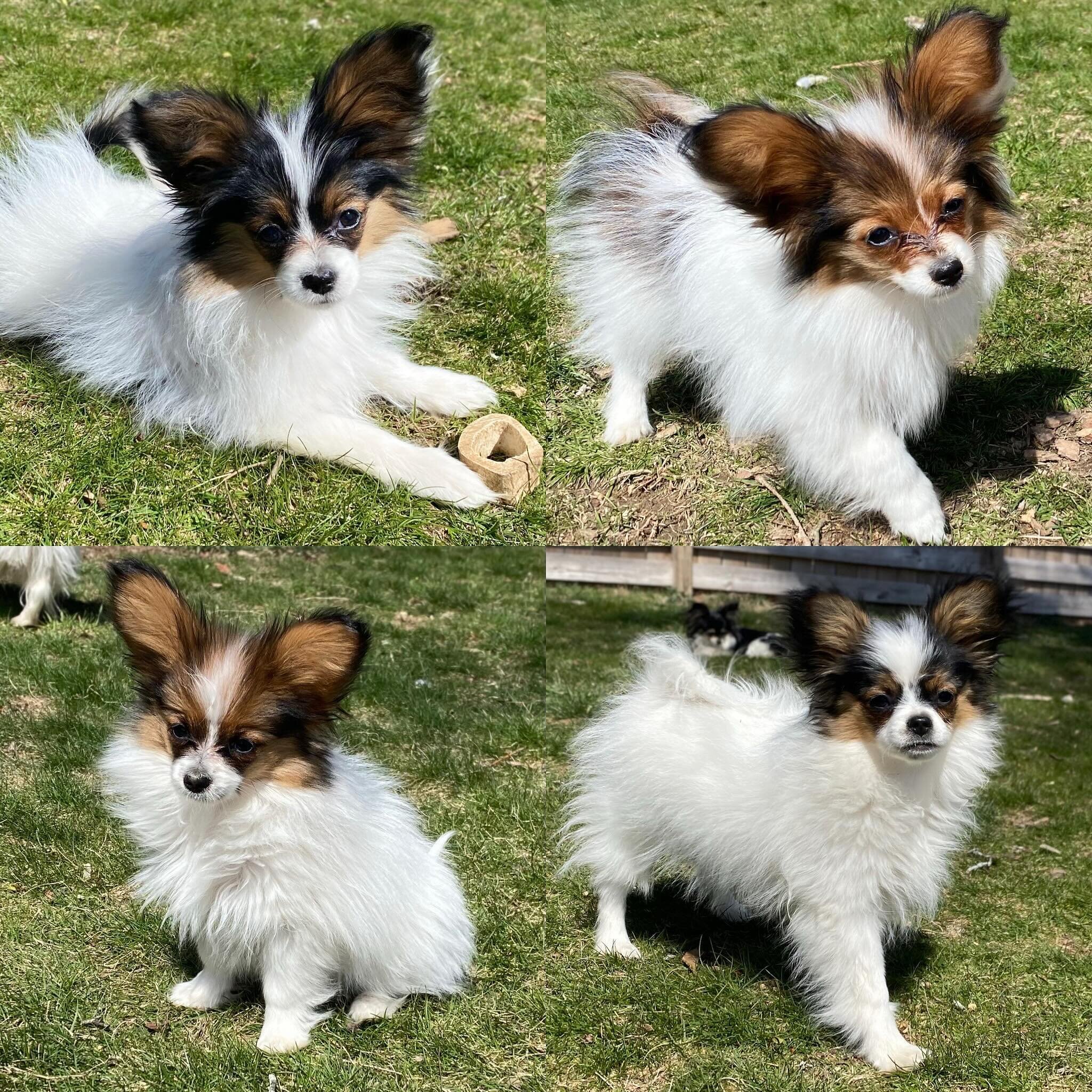 Our four puppy girls enjoying the slightly warmer weather yesterday #papillon #papillons #papillonsofinstagram #papillonlove #papillonpuppiesofinstagram #papillonpuppies #puppylove #pupper #puppiesofinstagram #puppylife #sablewings