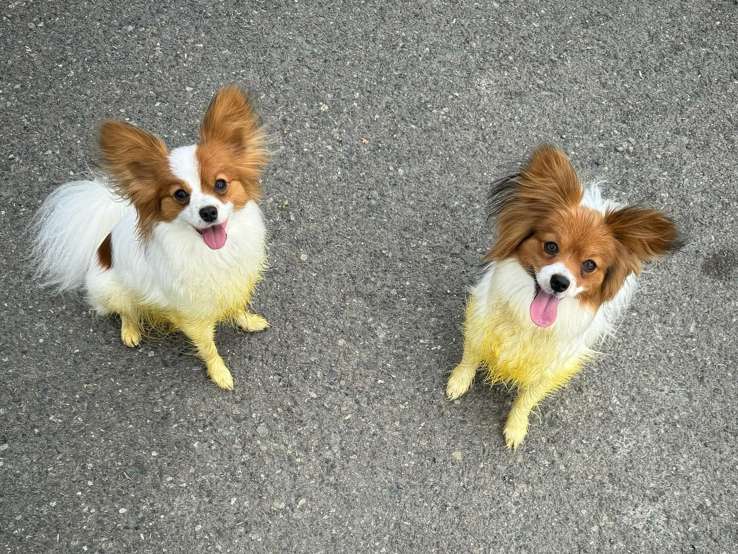 Dandelions vs Gabby and Eevee (thank you to their owner, @myanimaljungle) #papillon #papillons #papillonsofinstagram #papillonlove #papillondog #papillonsofig #puppylove #doggo #dogsofinstagram #dogsofig #doglove #doglife #sablewings