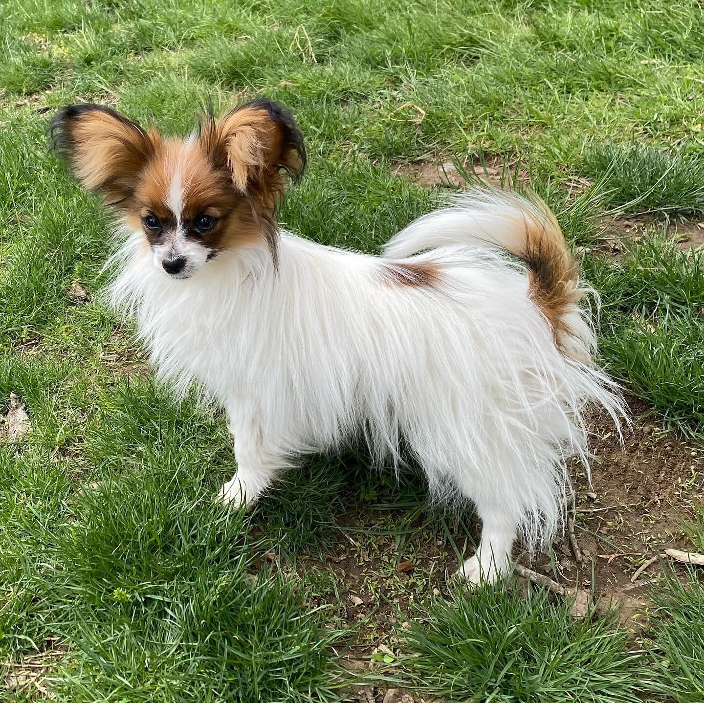 Nimue! Sunshine and Amarillo&rsquo;s daughter. 5 months old tomorrow #papillon #papillons #papillonsofinstagram #papillonlove #papillondog #papillonpuppy #puppylove #puppiesofinstagram #pupper #puppies #doggo #dogsofinstagram #sablewings