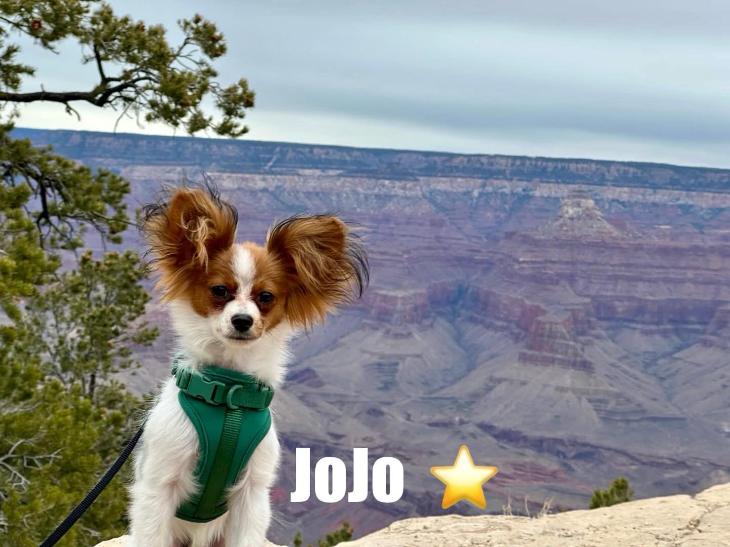 JoJo on vacation out west with his awesome owners. Thank you for the pictures 😁😁 @equinespector #papillon #papillons #papillonsofinstagram #papillonsofinsta #papillonlife #puppygram #puppylife #sweetpuppy #doglove #dogsofinstagram #sablewings