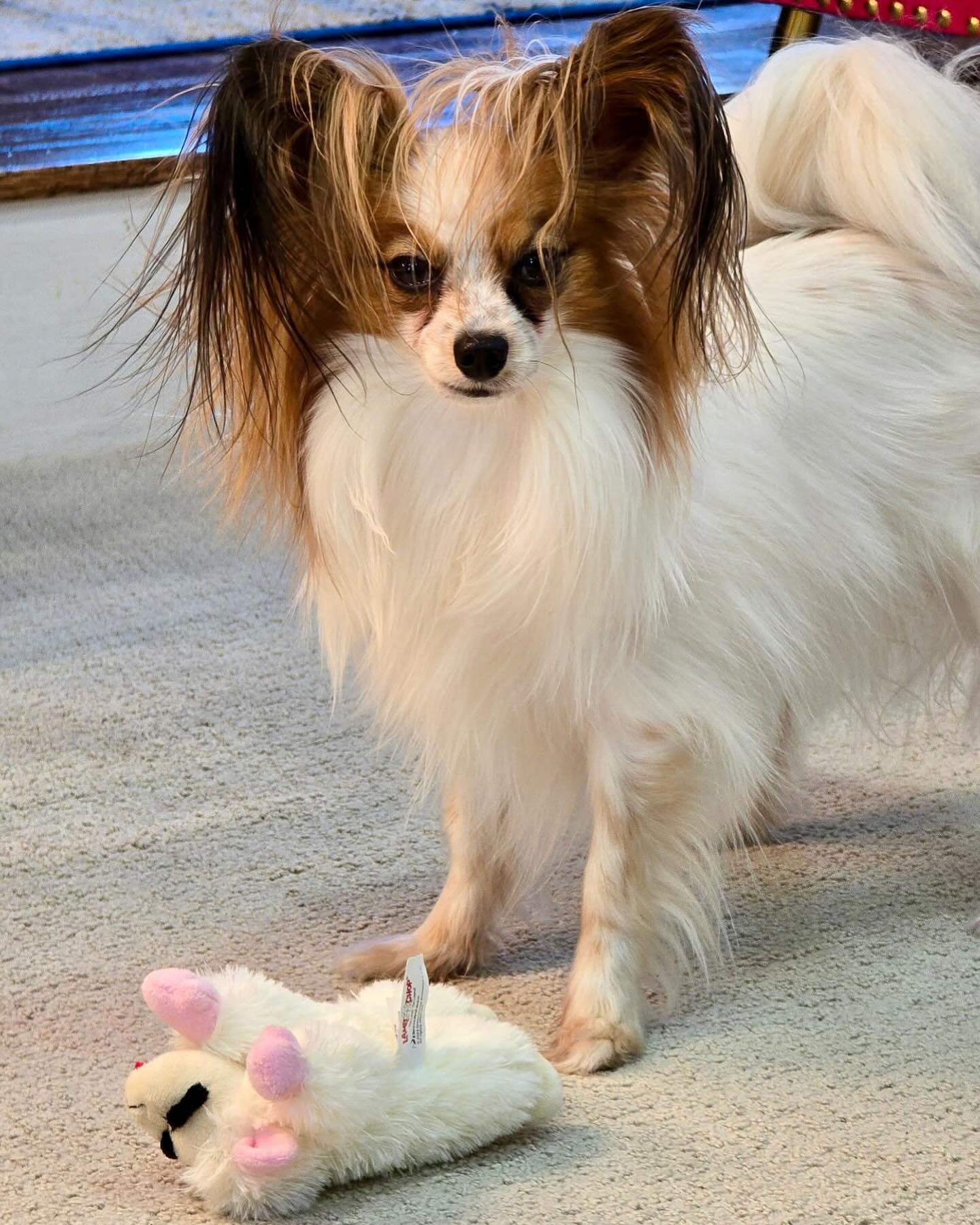 Miss Dazzle! This is a daughter of Tito and Tuike from Tuike&rsquo;s first litter 🤗 Thank you to her lovely and caring owners ❤️ #papillon #papillons #papillonsofinstagram #papillondog #papillonlove #papilonlife #puppylove #doggo #dogsofinstagram #d