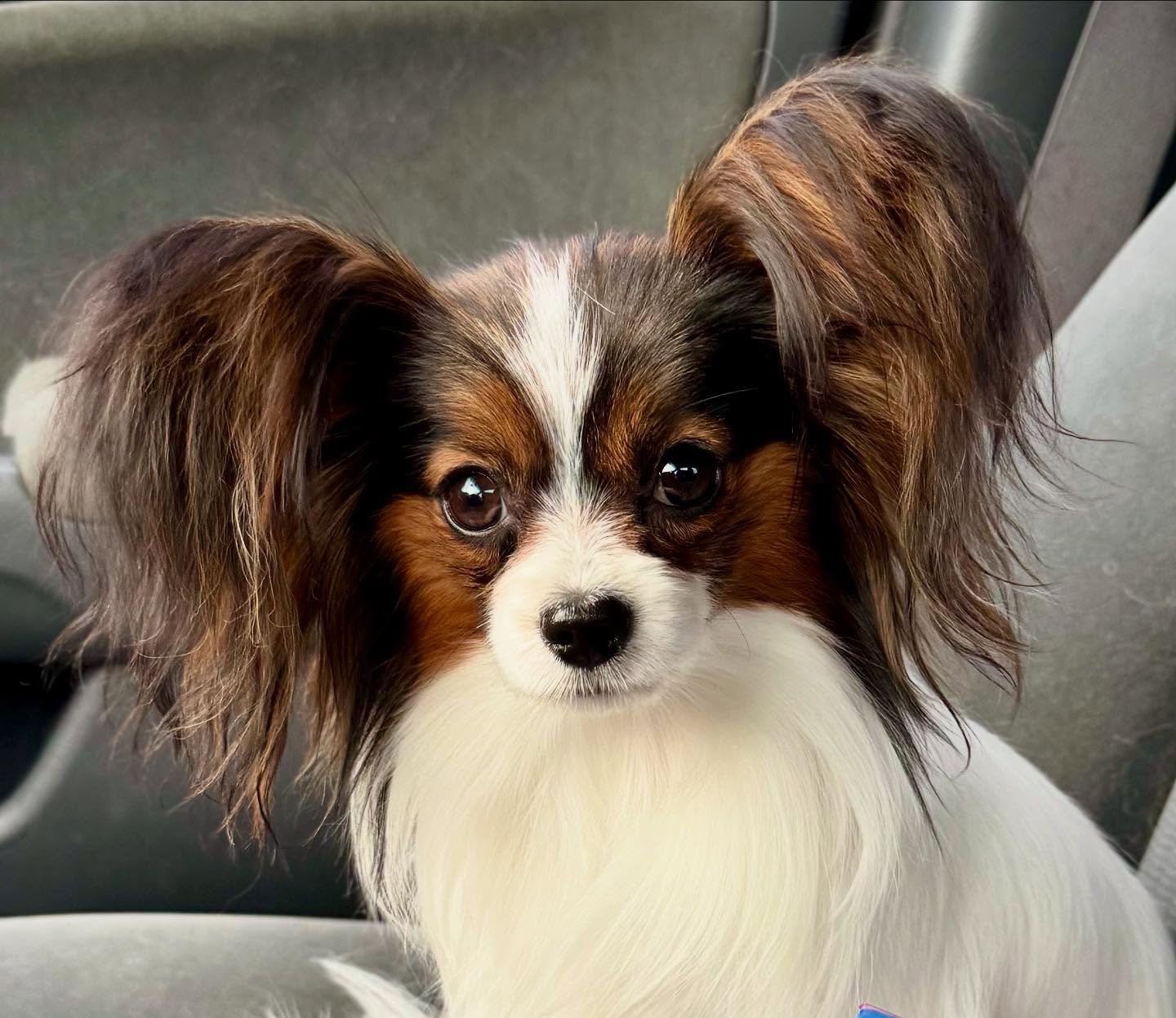 Miss Pallu, Sunshine daughter #papillon #papillons #papillonsofinstagram #papillonlove #papillondog #papillonpuppiesofinstagram #papillonlife #puppylove #doglife #doglove #dogstagram #sablewings