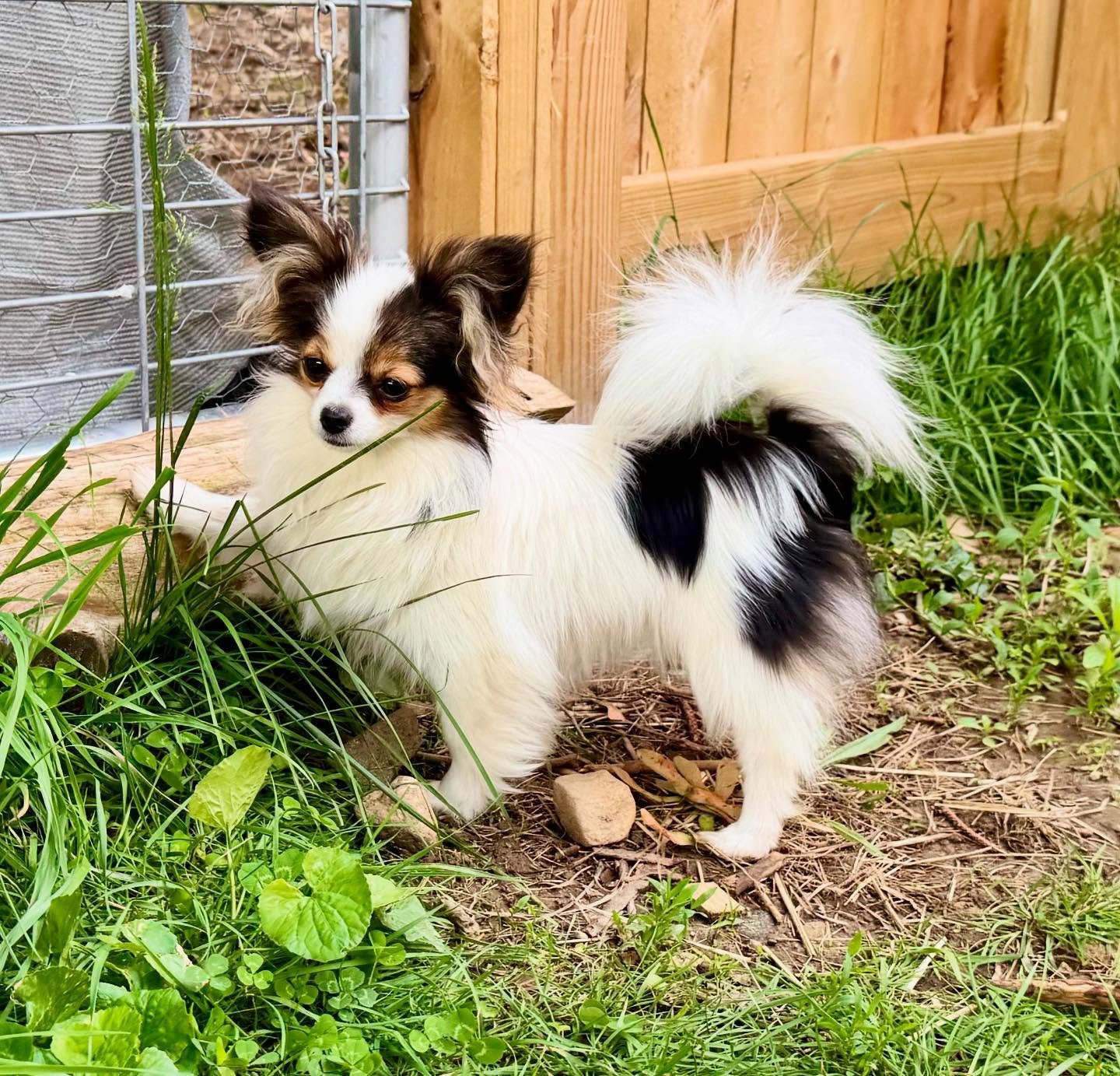Lambchop 🐑 #papillon #papillons #papillonpuppies #papillonlife #papillonlove #papillondog #puppylove #puppylife #puppygram #puppiesofinstagram #sablewings
