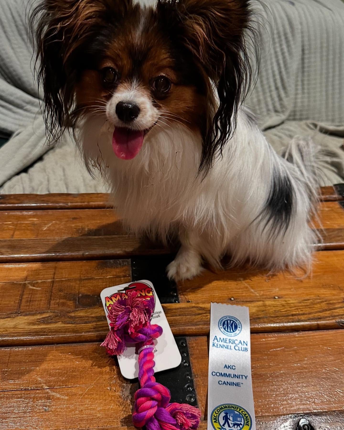 Keiki received his CGCA (canine good citizenship advanced) title through AKC yesterday! Thank you to his owner Laura for civilizing this boy!! #papillon #papillons #papillonsofinstagram #papillonlove #papillonlife #doggo #sablewings