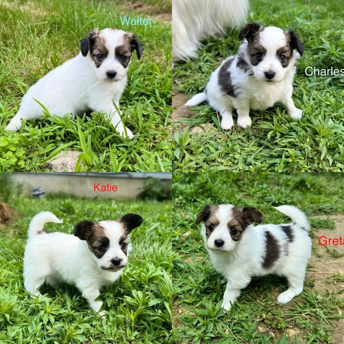 Wish&rsquo;s puppies are 4.5 weeks old and had their first short time outside today 😁 #papillons #papillonlife #papillonlove #papillondog #papillonsofinstagram #papillonsofinsta #sablewings