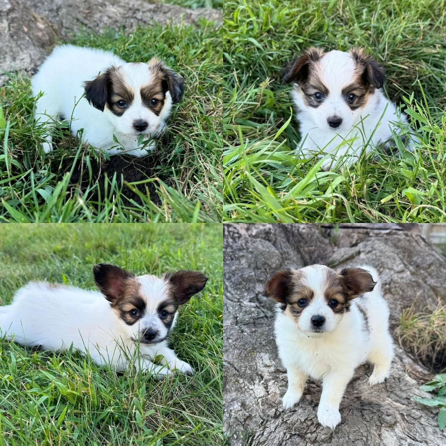 The kids today&hellip; now they are all becoming bitey and kissy 😙 #papillon #papillons #papillonsofinstagram #papillonpuppies #papillonpuppy #puppygram #puppiesofinstagram #papillonlife #papillondog #sablewings