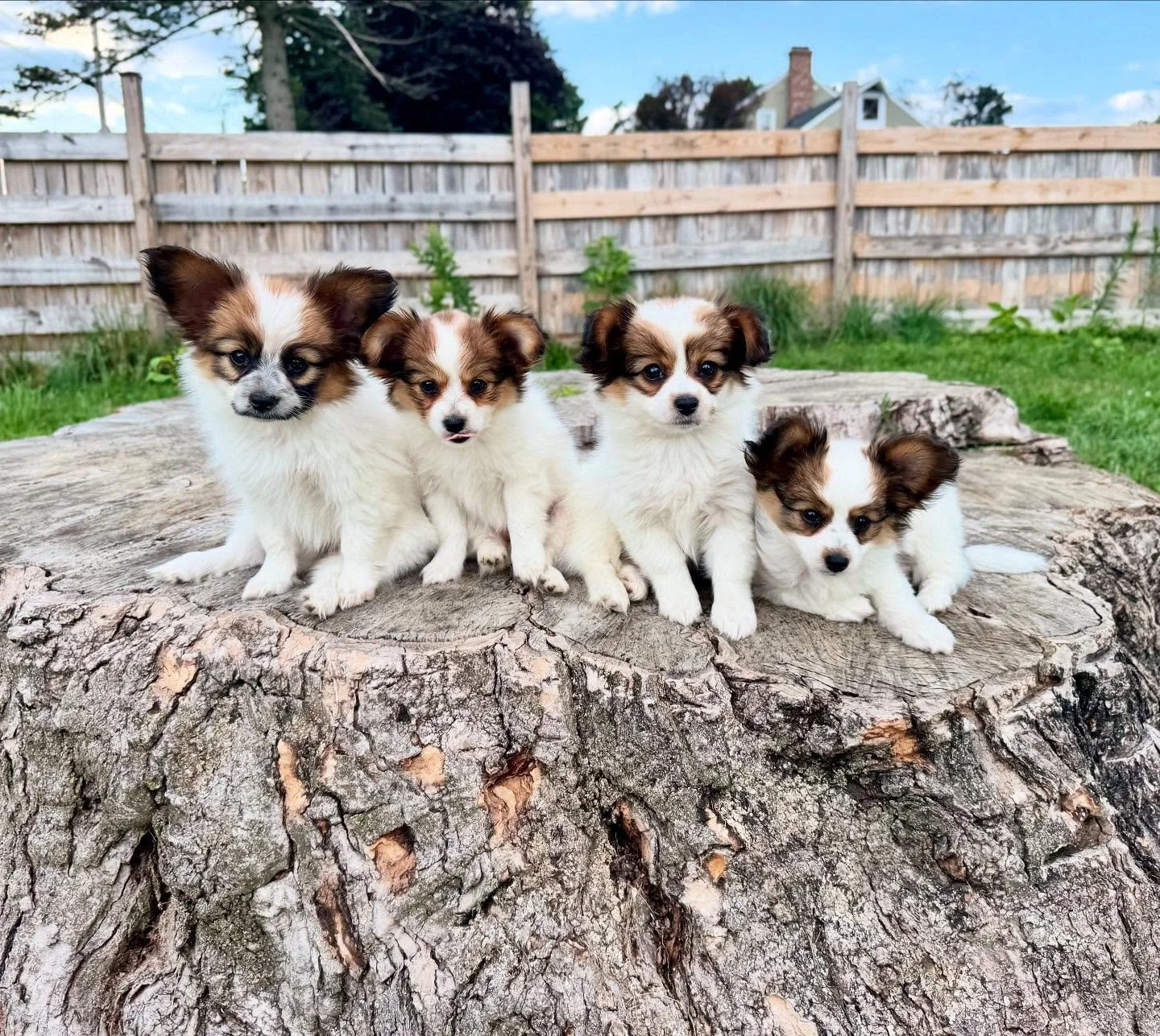 Too cool for you #papillon #papillons #papillonsofinstagram #papillonsofinsta #papillonlove #papillondog #papillonpuppies #puppylove #puppygram #puppylife #puppy #sablewings